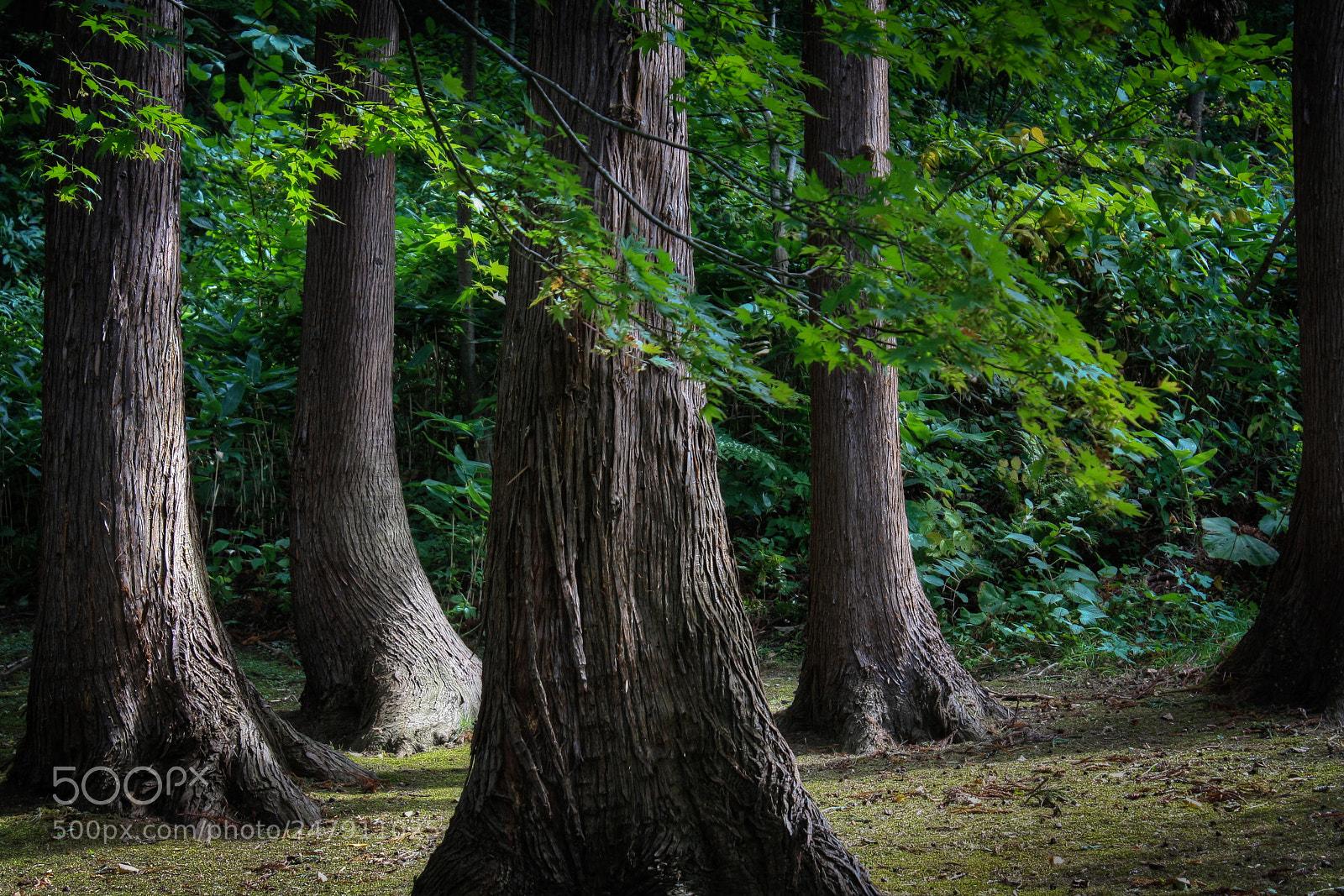 Canon EOS 1000D (EOS Digital Rebel XS / EOS Kiss F) sample photo. Early morning sunlit forest photography