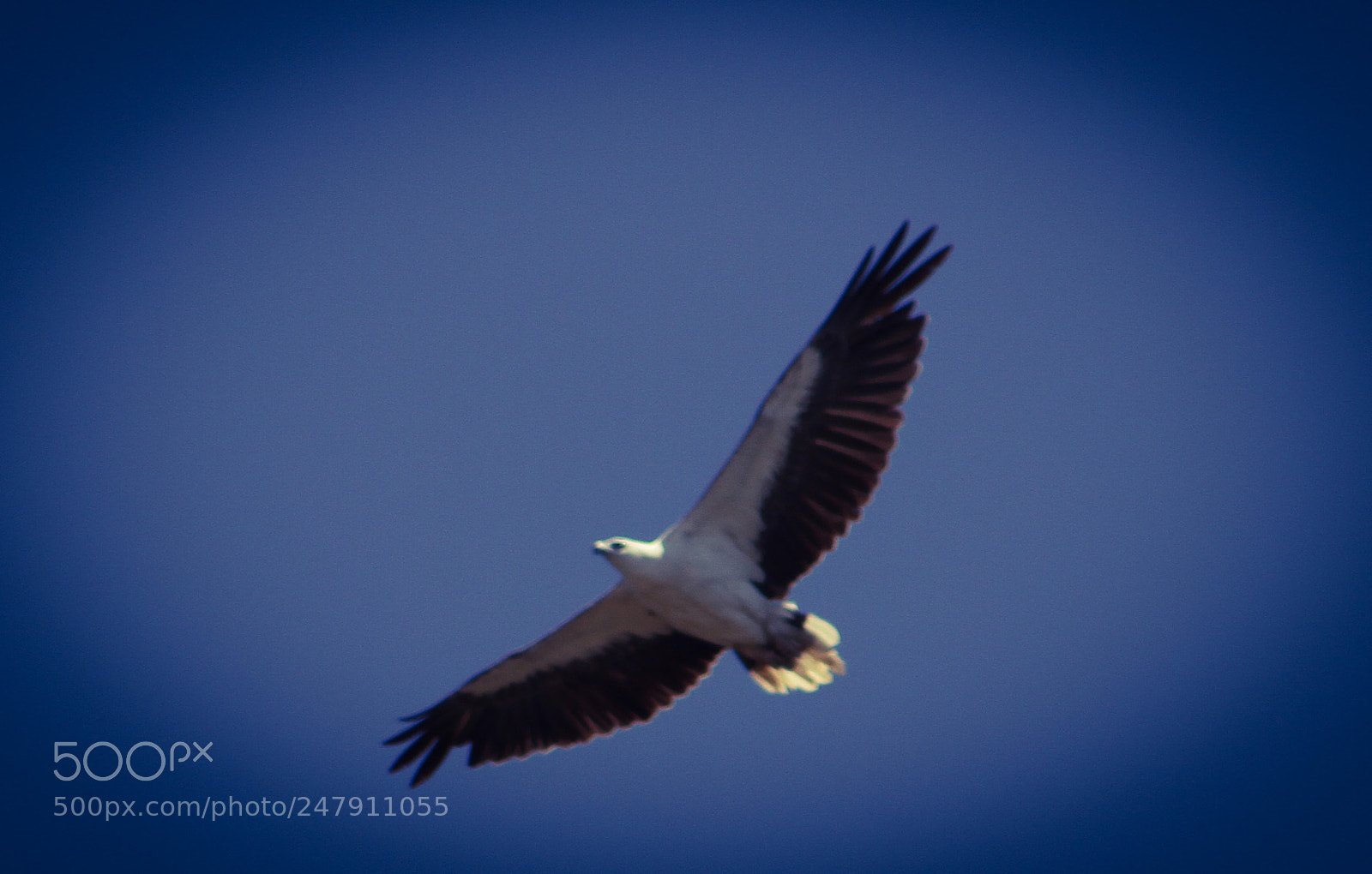Canon EOS 7D sample photo. Fly away photography