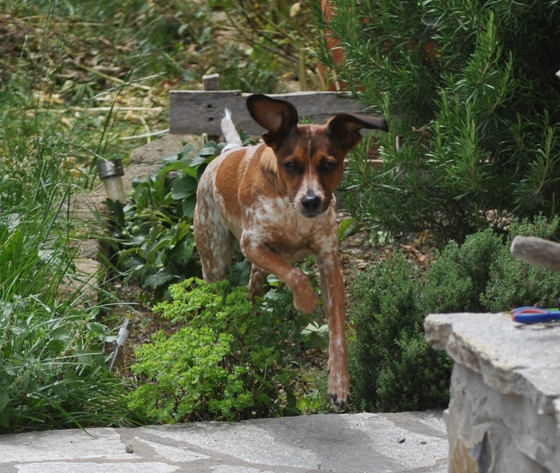 Nikon D3000 sample photo. Trilly photography