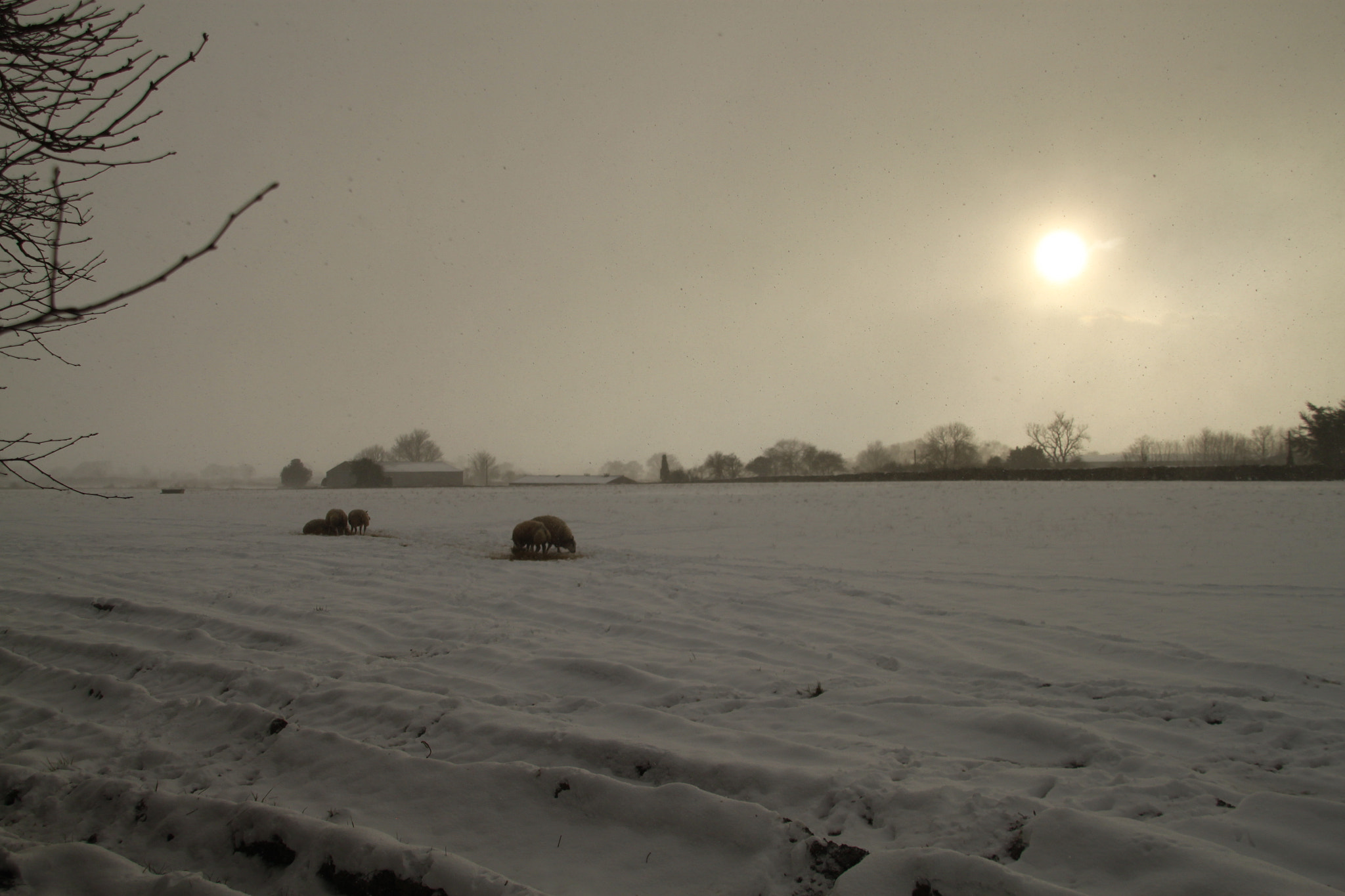 Canon EOS 500D (EOS Rebel T1i / EOS Kiss X3) + Sigma 18-200mm f/3.5-6.3 DC OS sample photo. Sheep in the snow photography