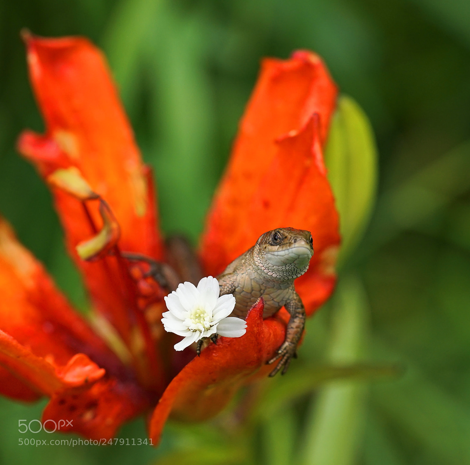 Sony a7 II sample photo. Portrait with a flower. photography