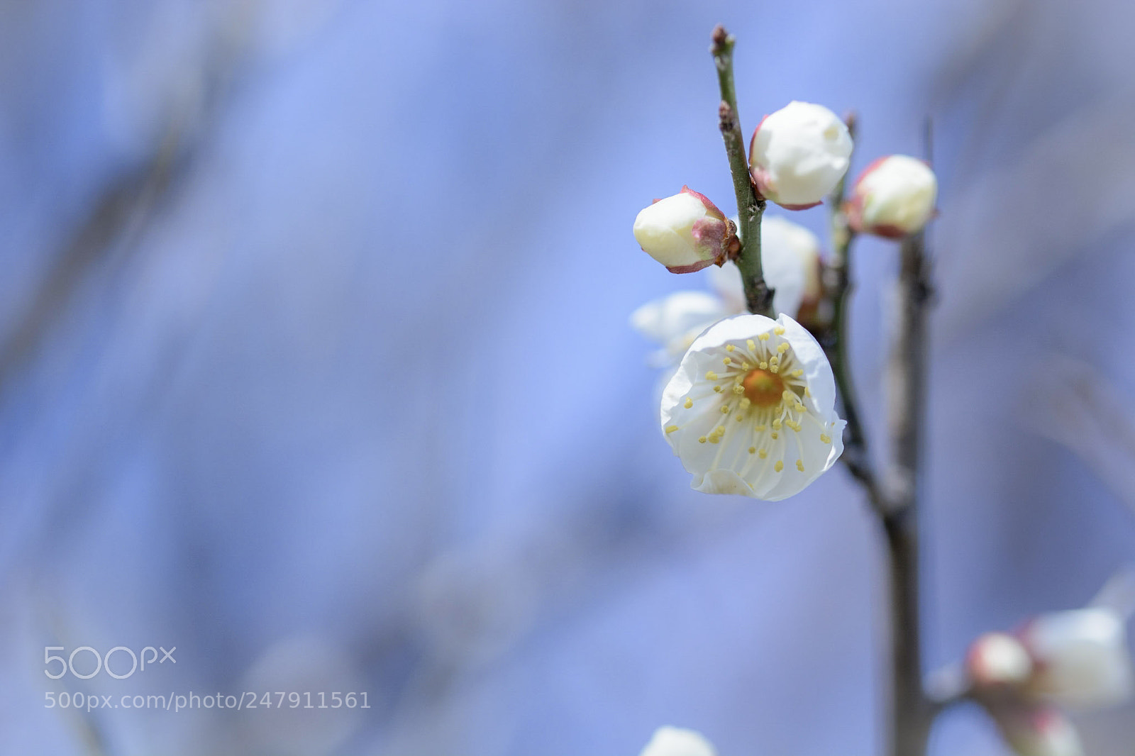 Nikon D7100 sample photo. Hanbiraki photography