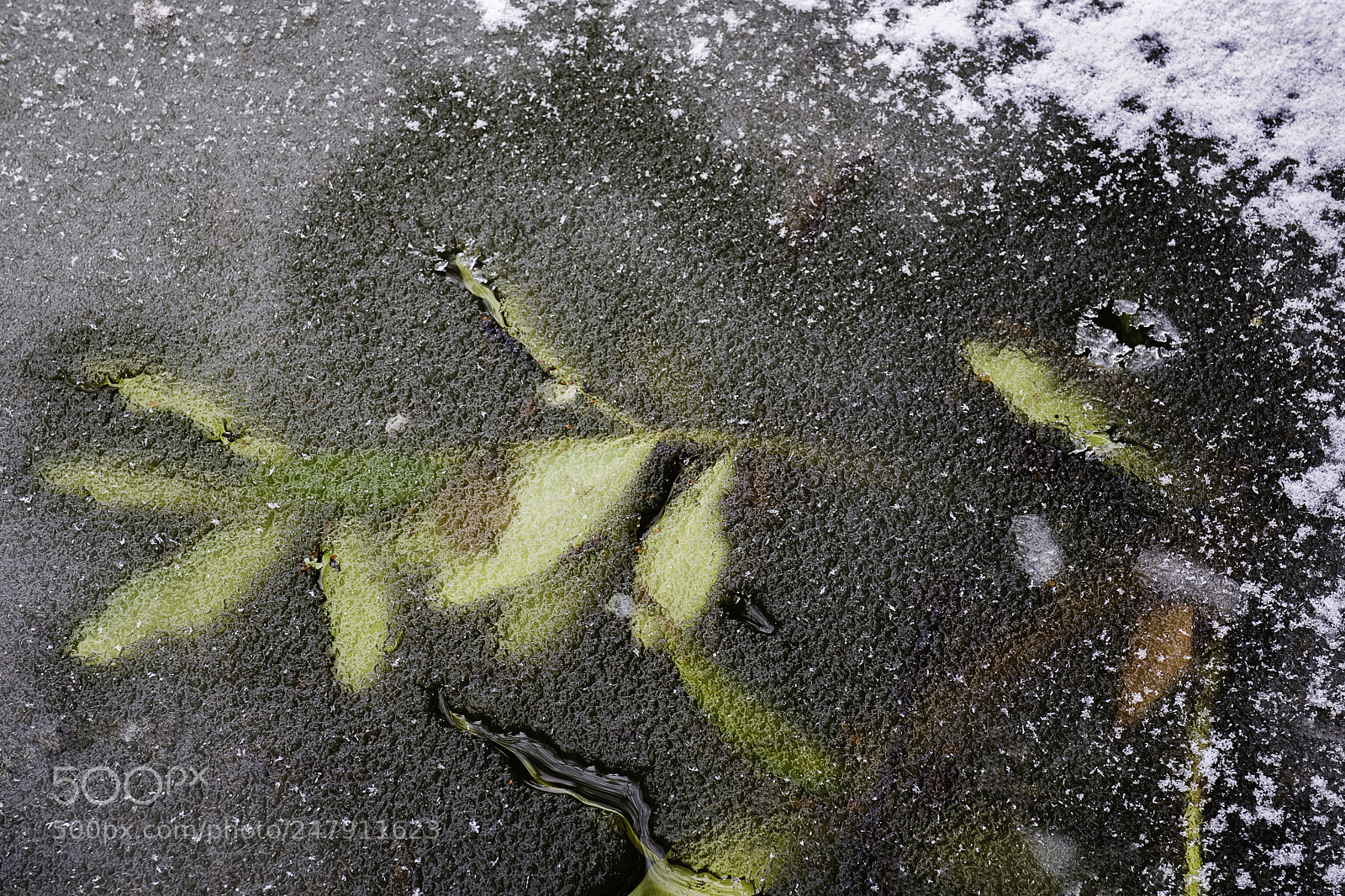 Fujifilm X-T2 sample photo. Frozen photography