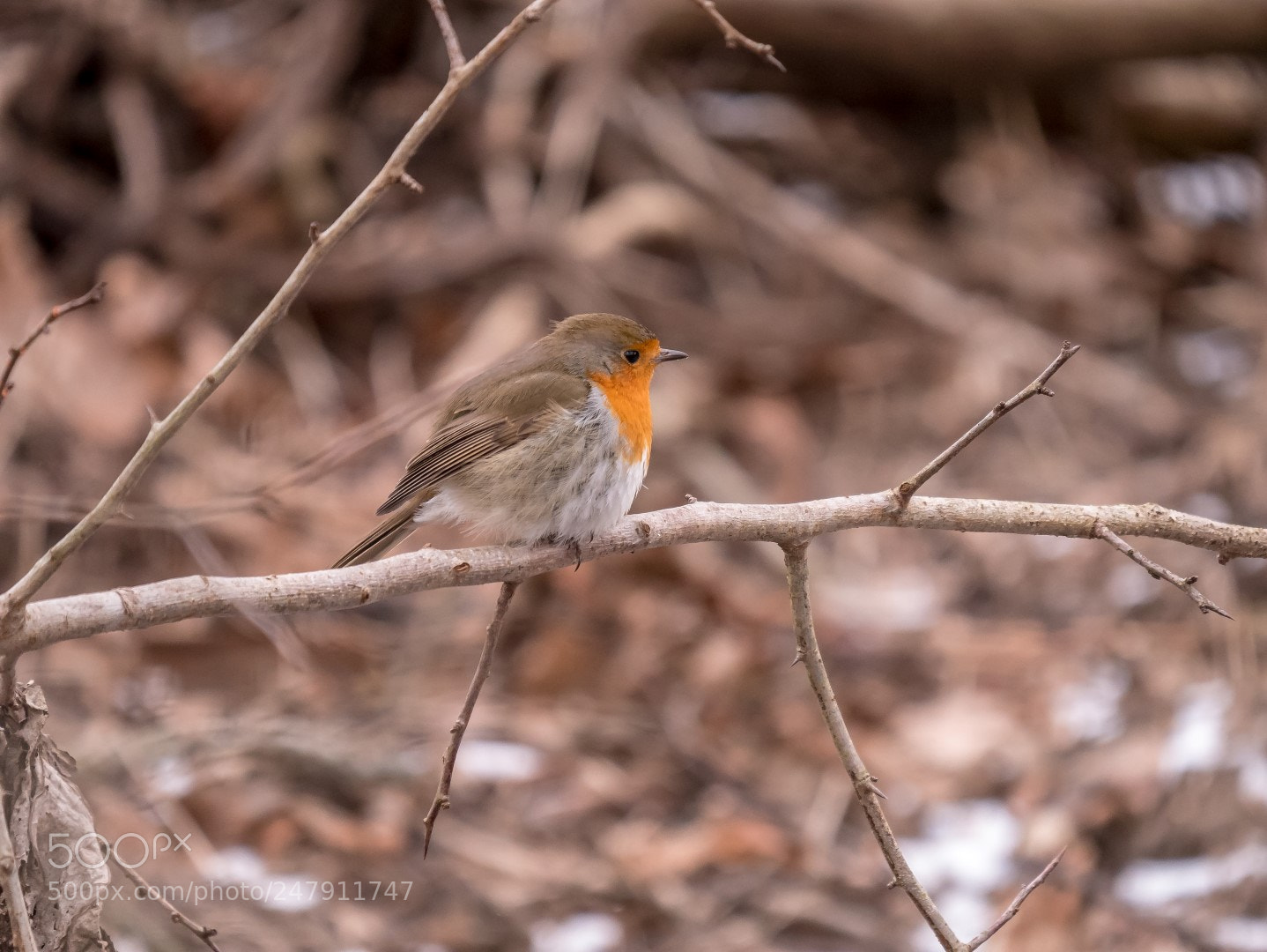 Panasonic Lumix DMC-GX85 (Lumix DMC-GX80 / Lumix DMC-GX7 Mark II) sample photo. Erithacus rubicula photography