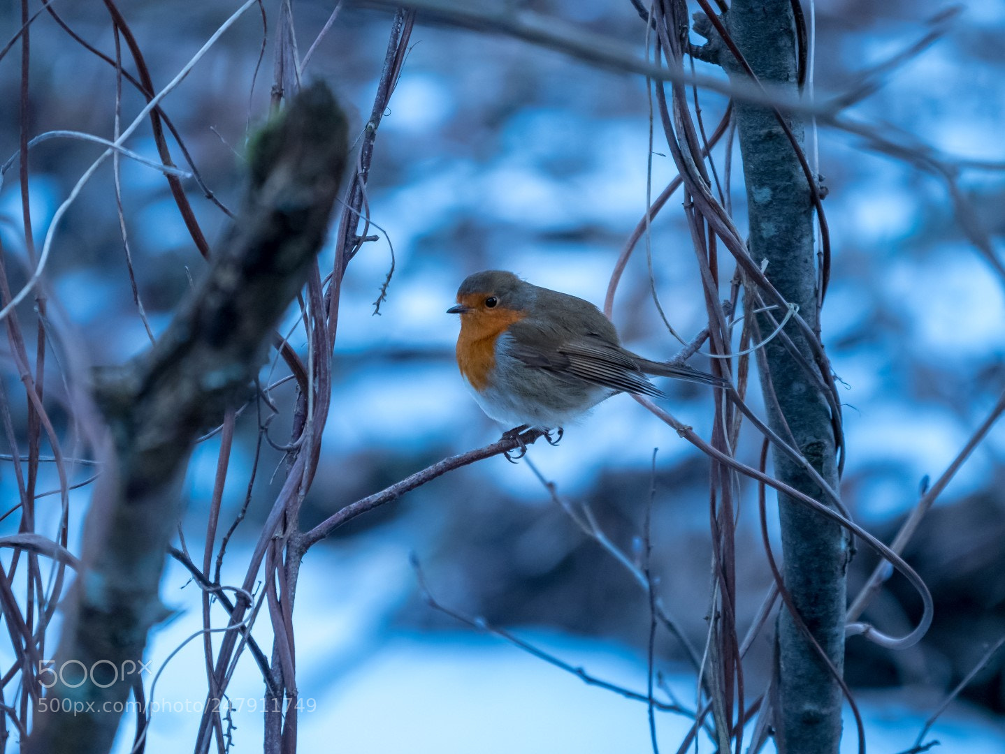 Panasonic Lumix DMC-GX85 (Lumix DMC-GX80 / Lumix DMC-GX7 Mark II) sample photo. Robin in blue winter photography
