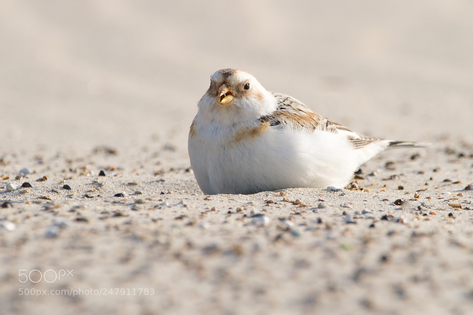 Canon EOS 7D sample photo. • snow bunting • photography