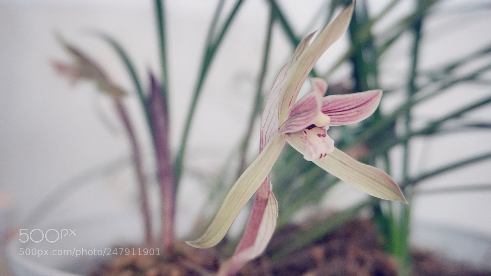 Sony a6300 sample photo. 兰 photography