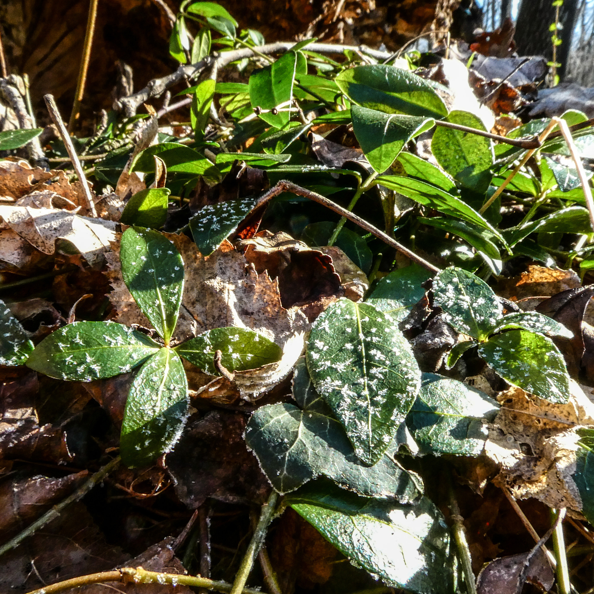Panasonic DC-TZ91 sample photo. Ice on leafs photography