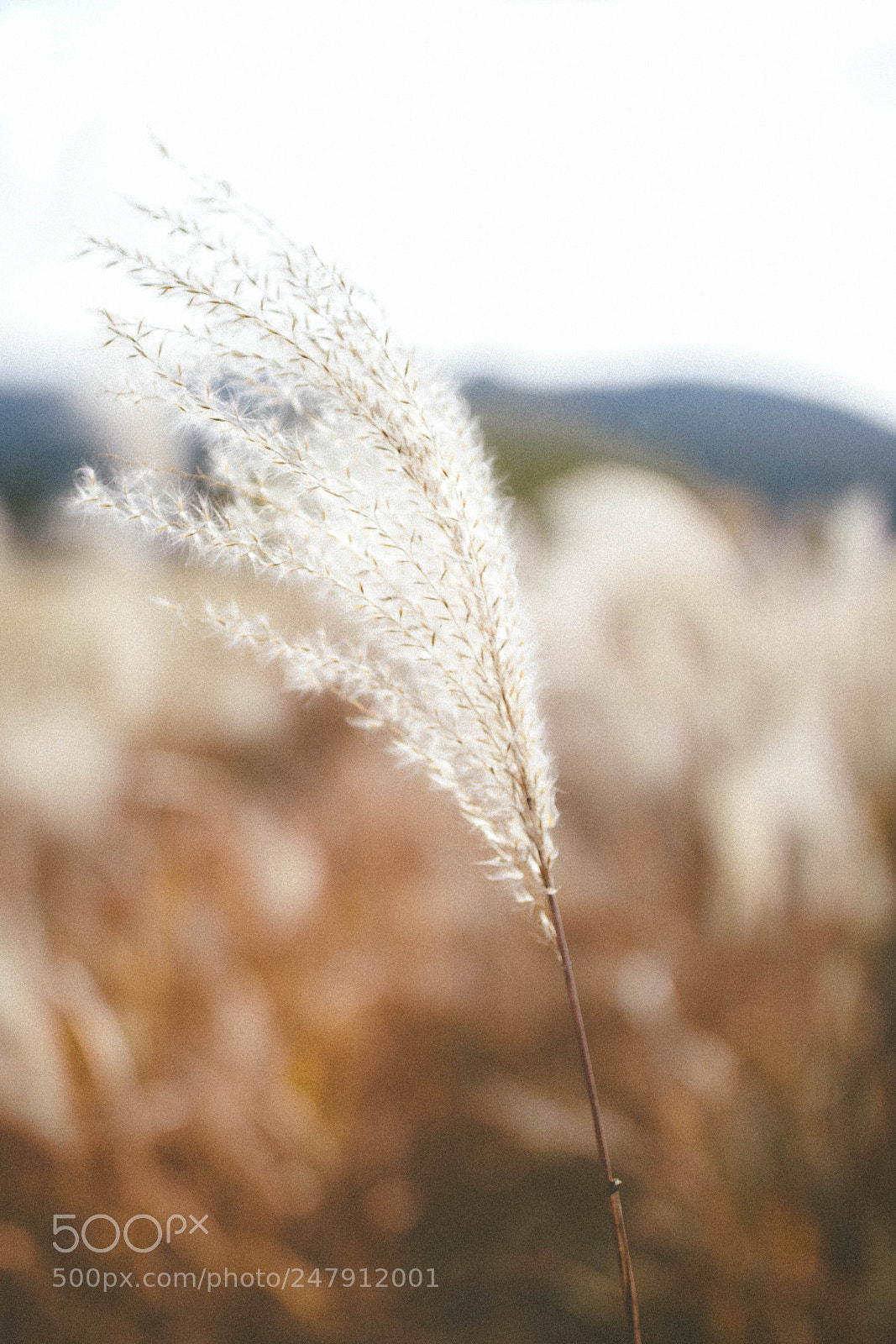 Canon EOS 750D (EOS Rebel T6i / EOS Kiss X8i) sample photo. Img photography