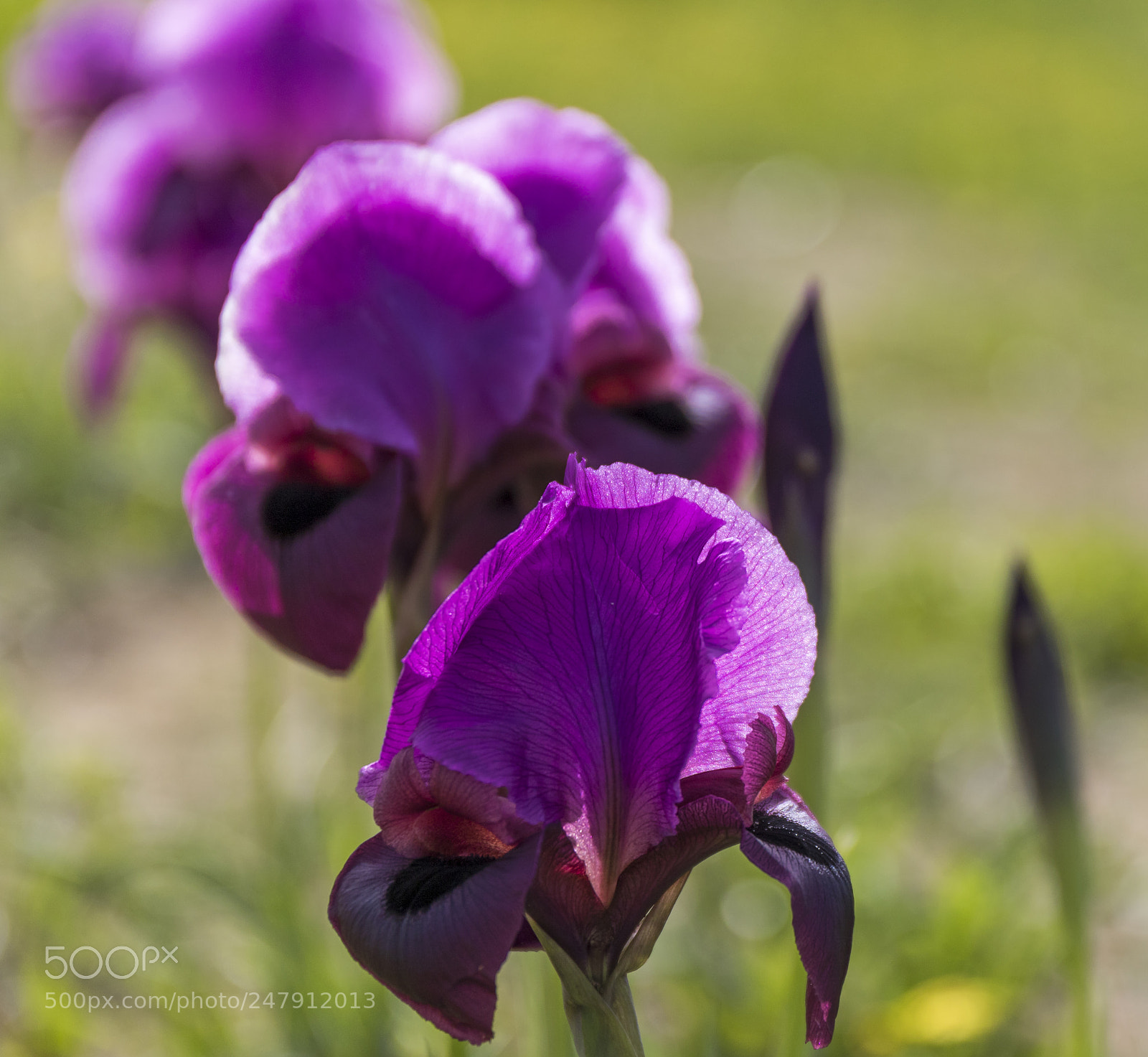Canon EOS 7D Mark II sample photo. Negev iris photography