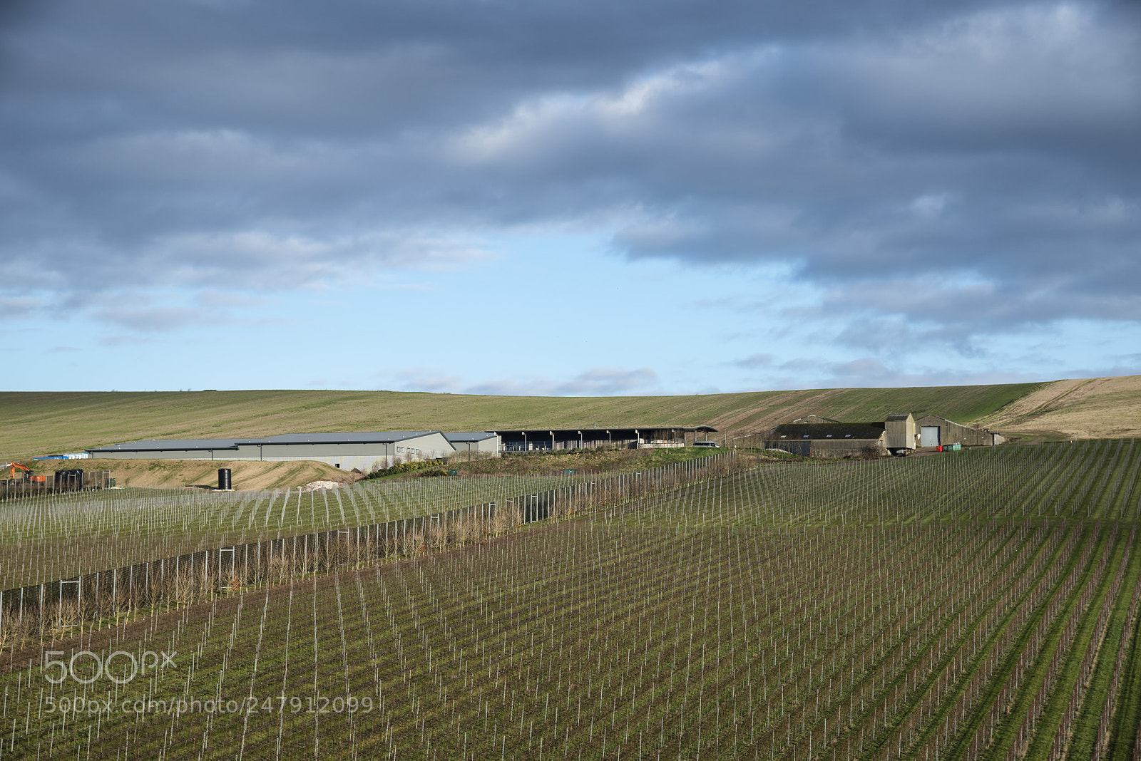 Nikon D800 sample photo. Landscape image of vineyard photography