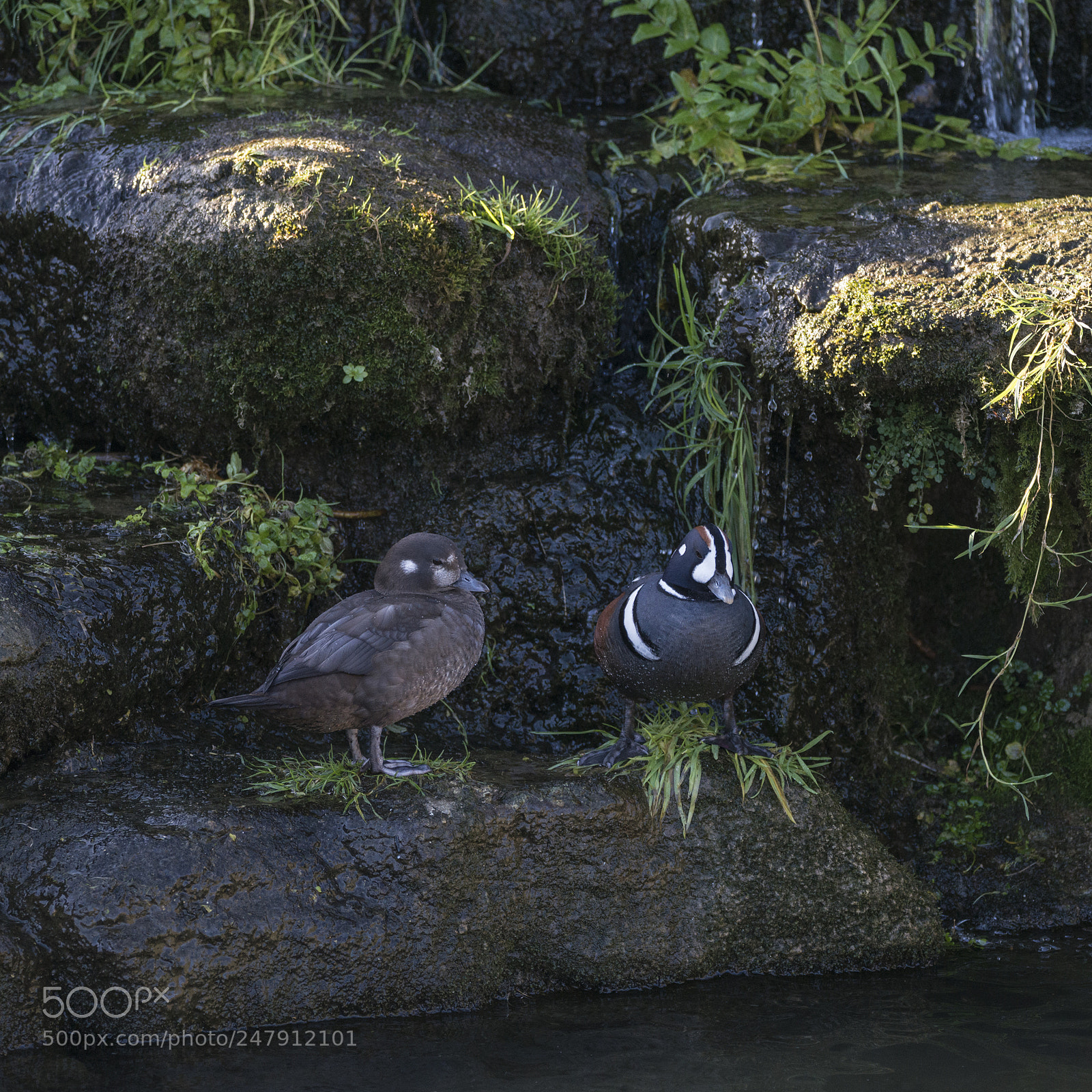 Nikon D800 sample photo. Pair of male and photography