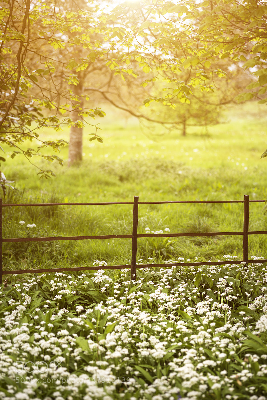 Nikon D800 sample photo. Beautiful vibrant spring sunshine photography