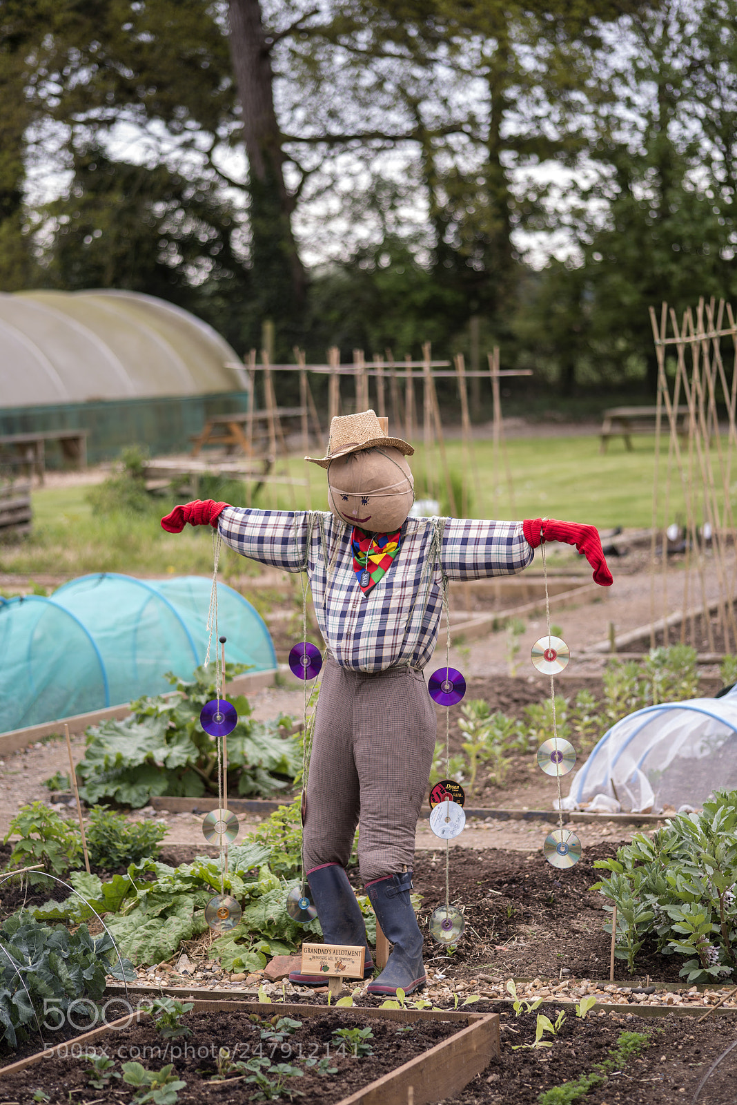 Nikon D800 sample photo. Home made scarecrow protecting photography