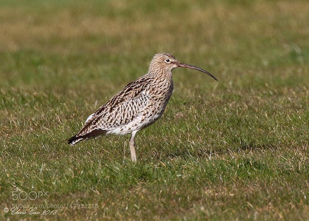Canon EOS 7D Mark II sample photo. Curlew photography