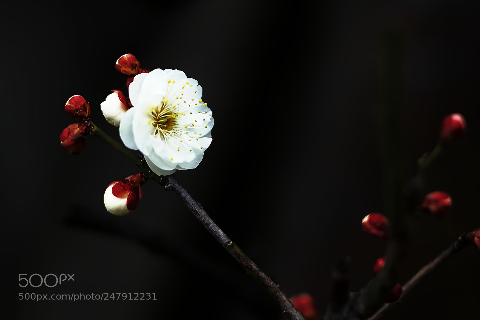 Nikon D40 sample photo. Shiraume which bloomed prettily photography