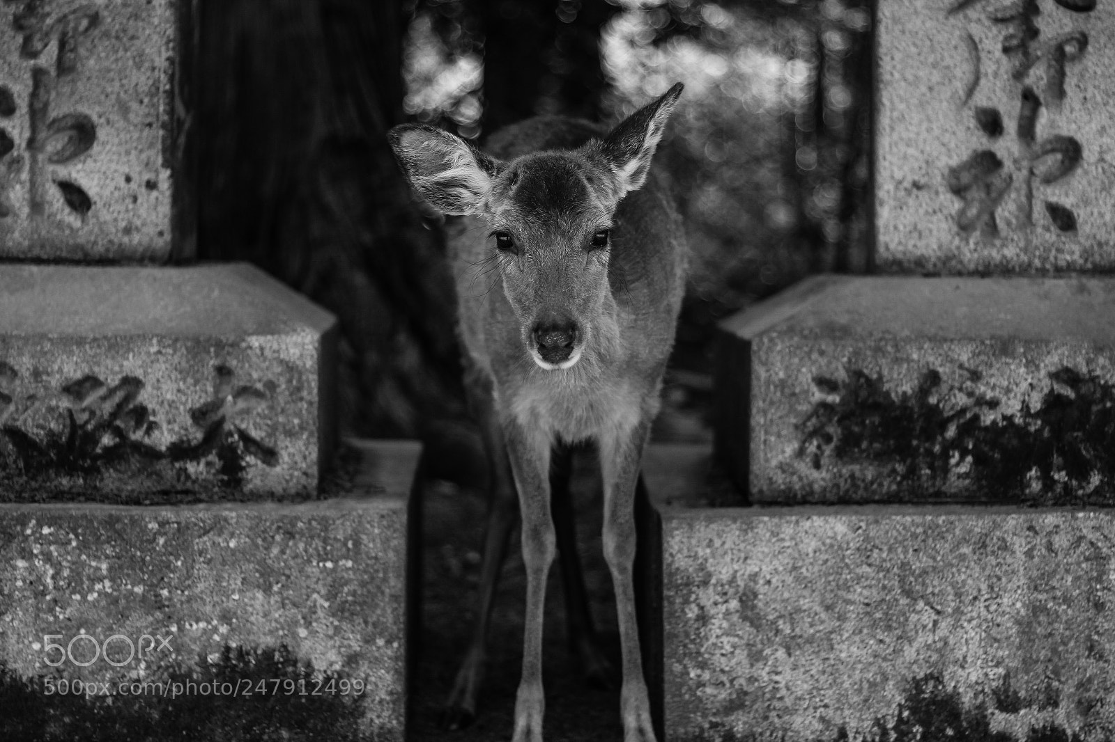 Canon EOS 650D (EOS Rebel T4i / EOS Kiss X6i) sample photo. Deer in nara photography