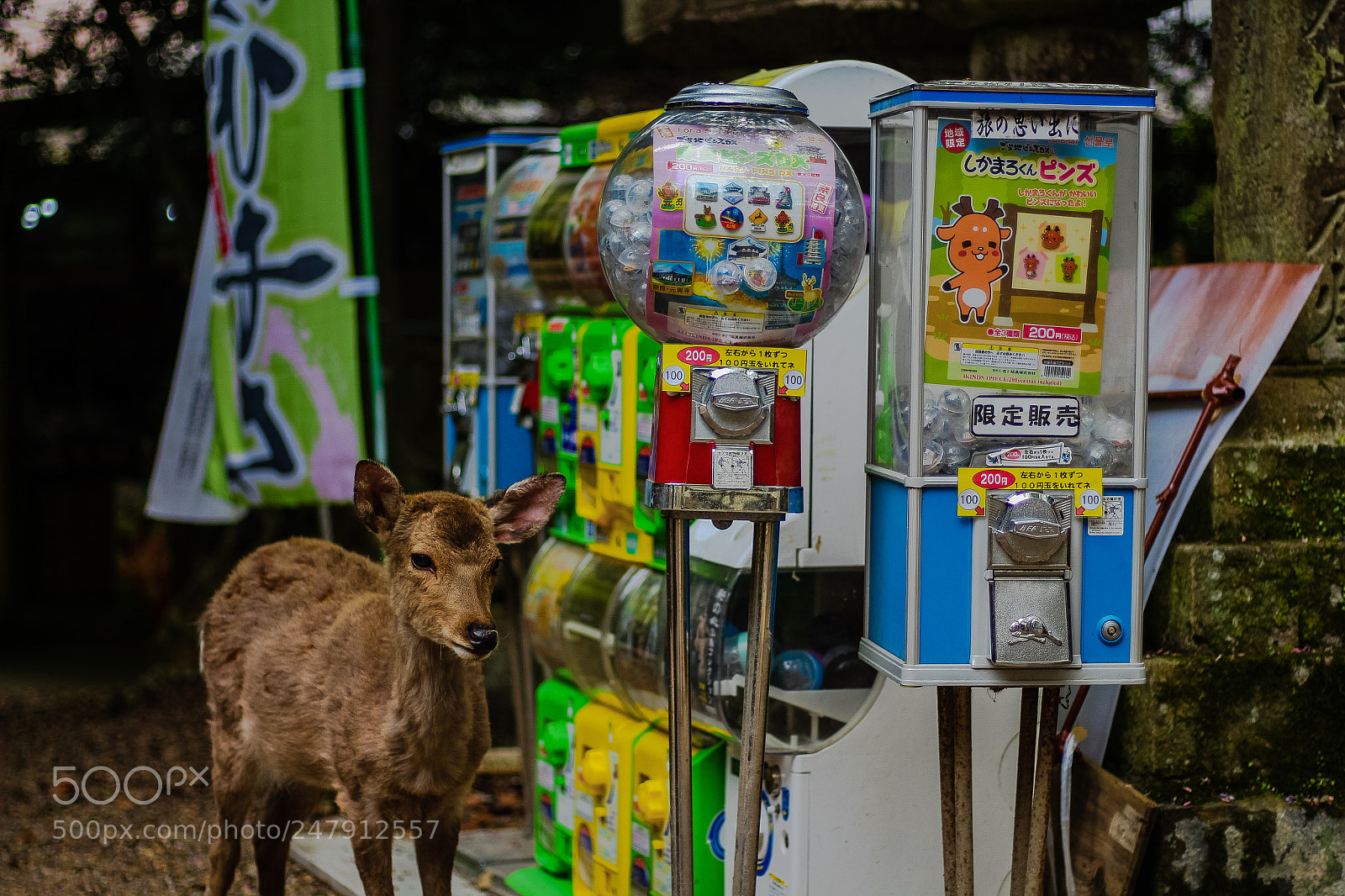 Canon EOS 650D (EOS Rebel T4i / EOS Kiss X6i) sample photo. Deer and machine in photography