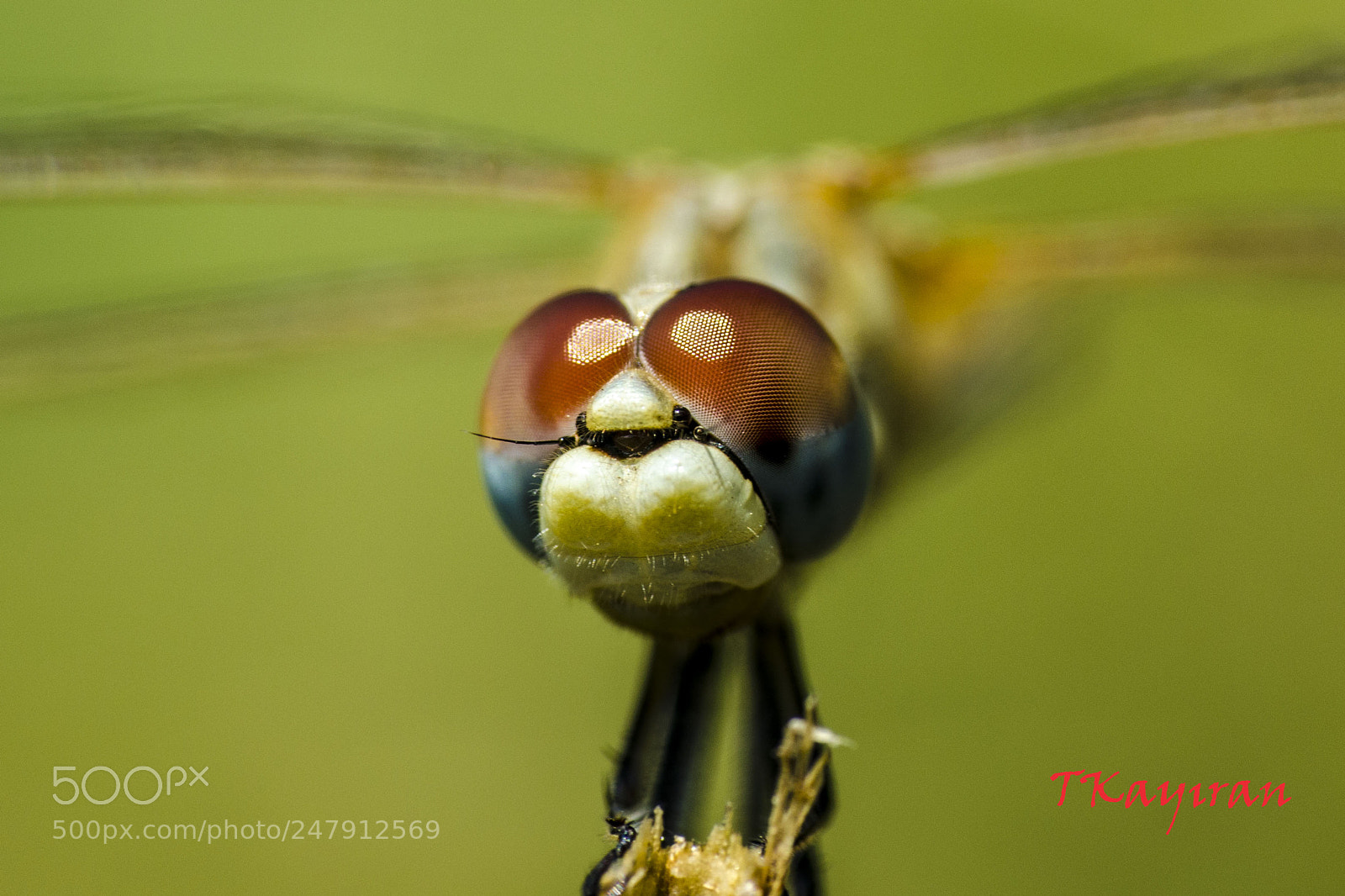Nikon D5100 sample photo. Drgfly photography