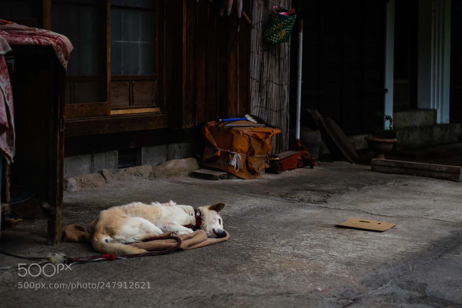 Canon EOS 650D (EOS Rebel T4i / EOS Kiss X6i) sample photo. Sleeping dog on old photography