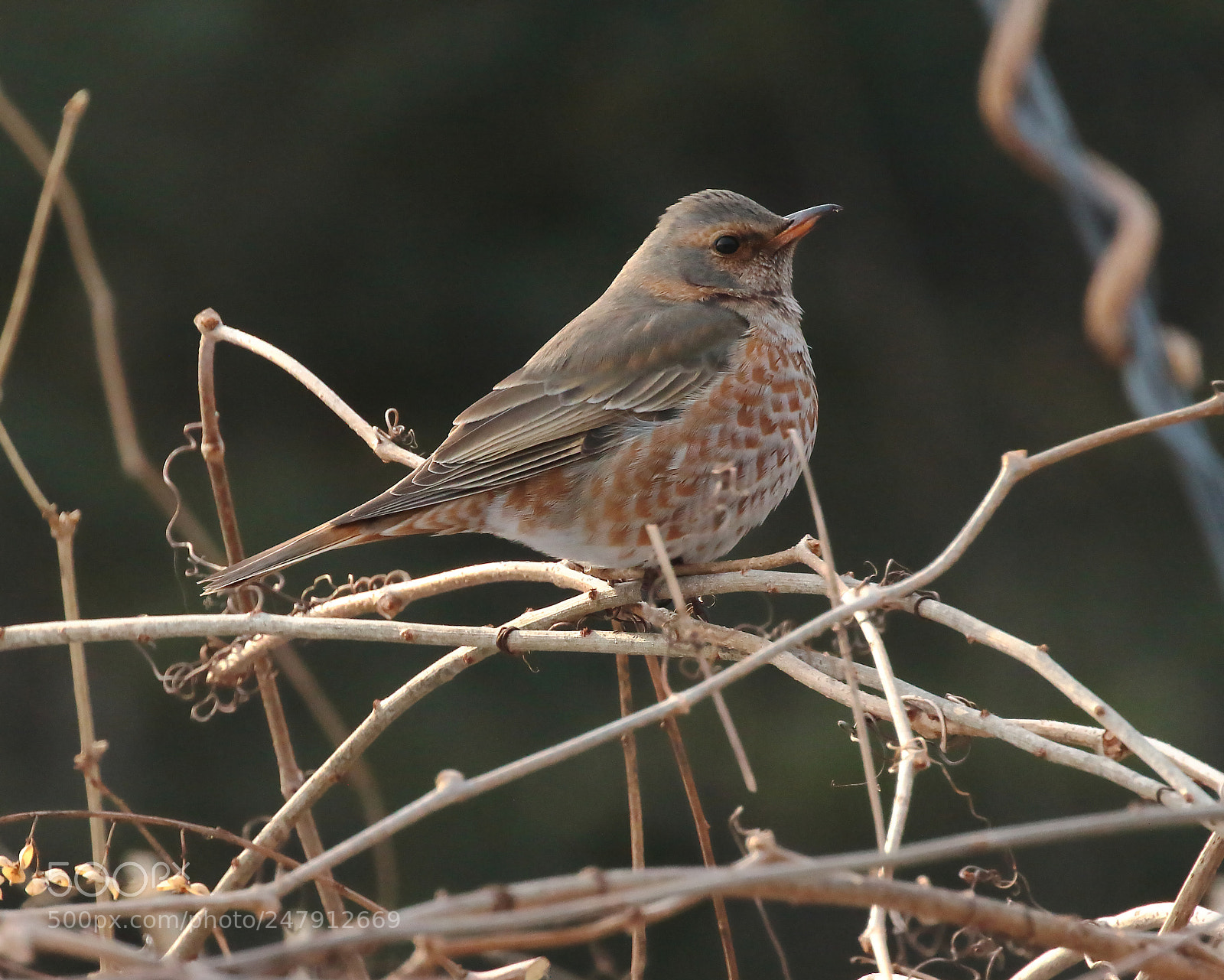 Canon EOS 7D Mark II sample photo. Fieldfare photography