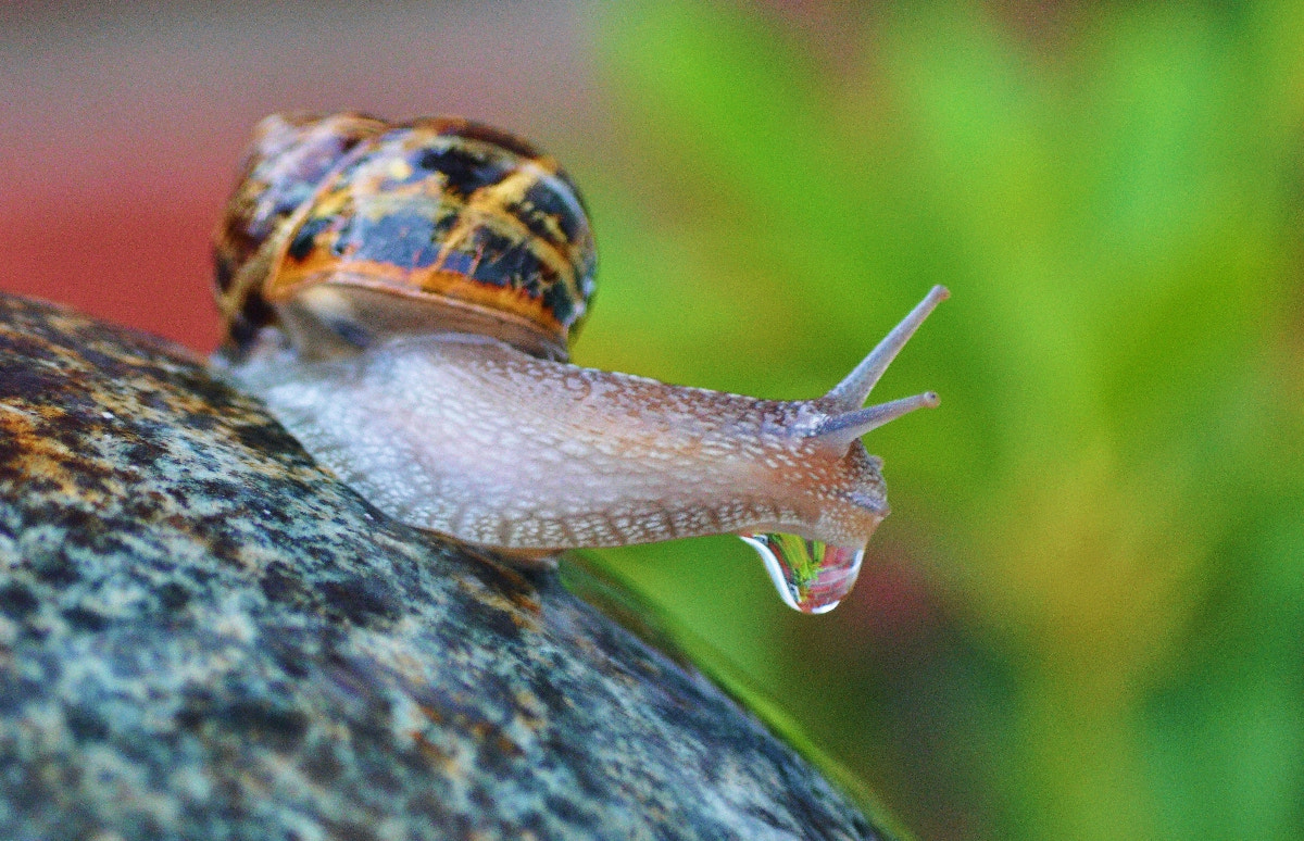 Nikon D90 sample photo. Slippery photography