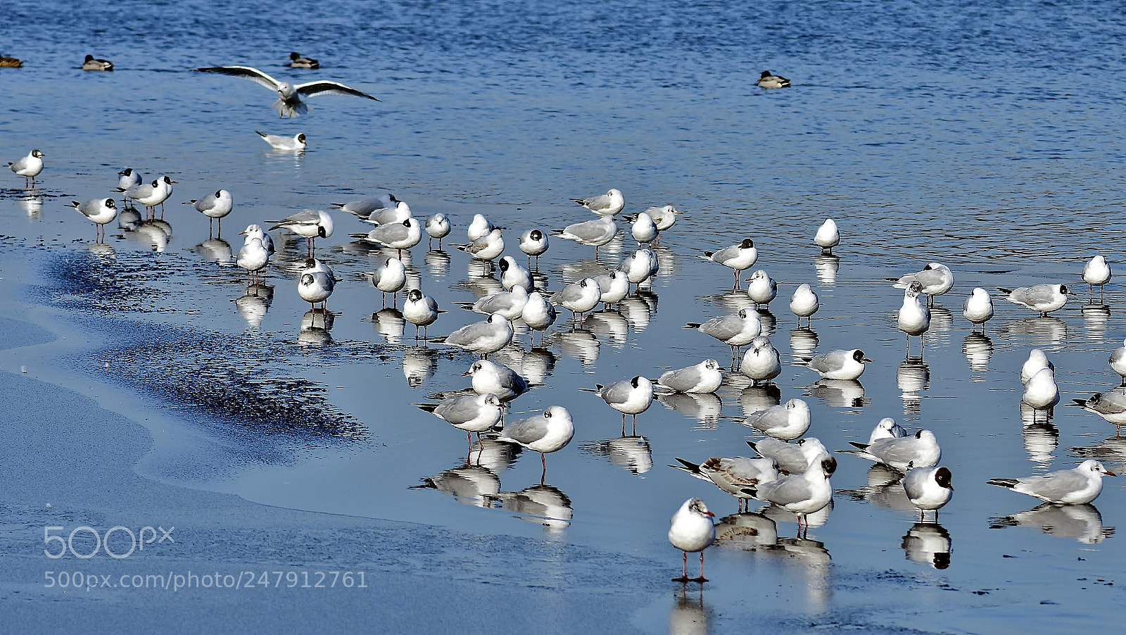 Nikon D3400 sample photo. Freezing lake and gulls... photography