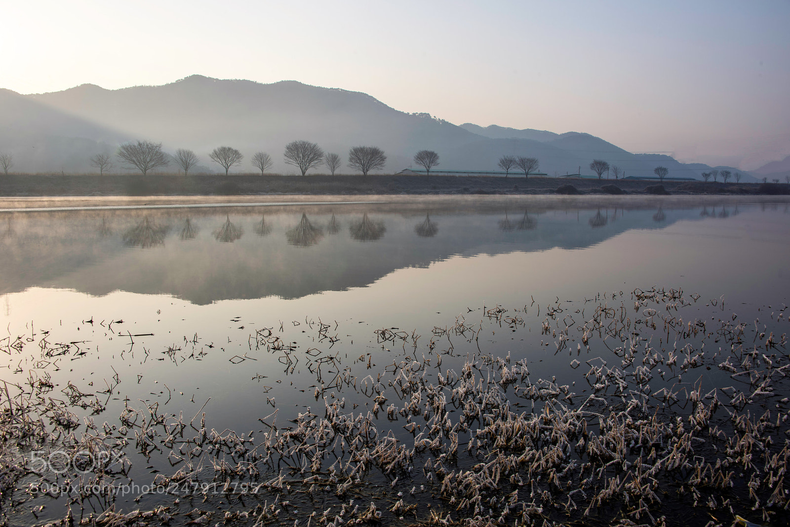 Nikon D810 sample photo. Frosty morning photography
