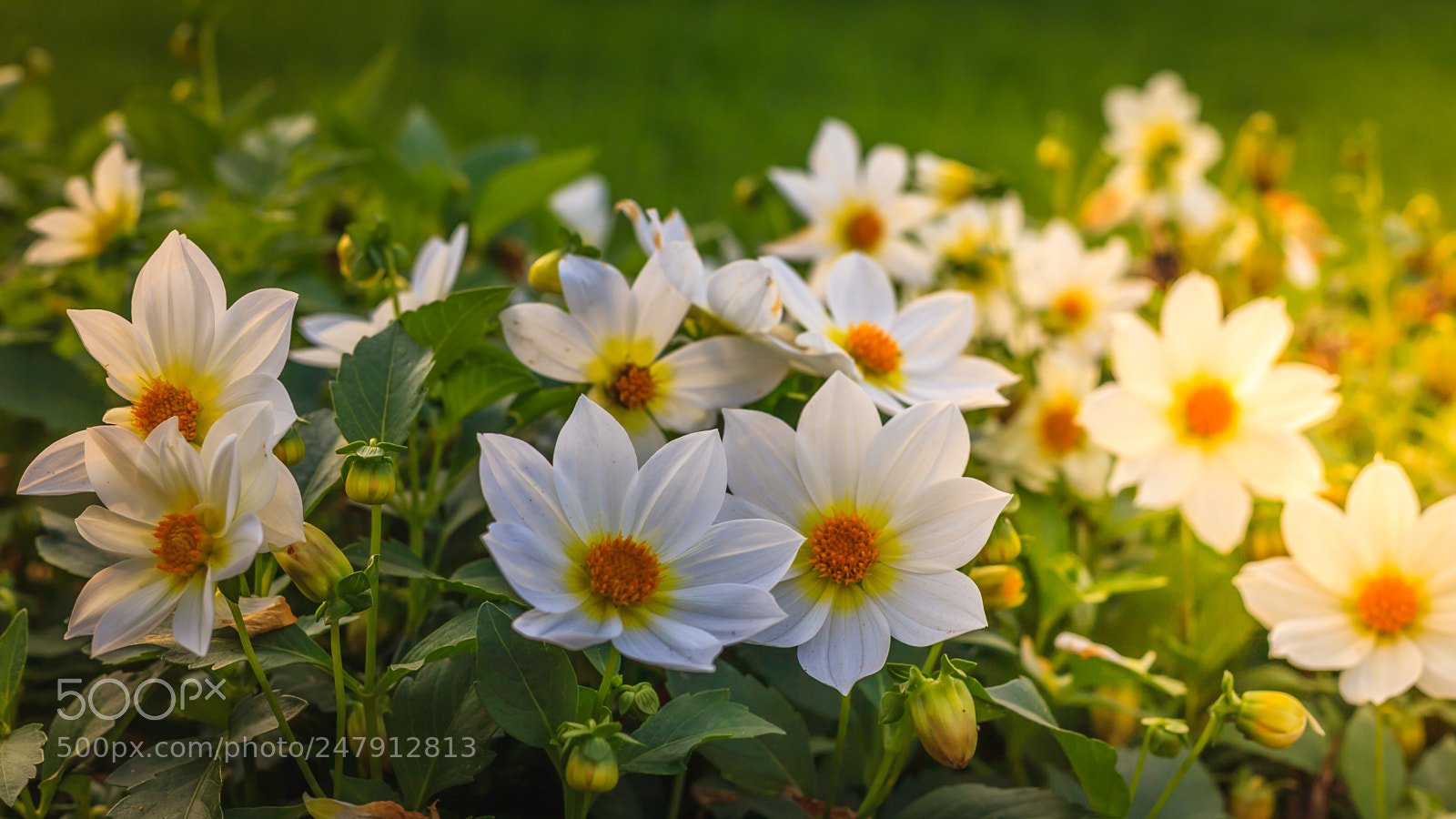 Canon EOS 5D sample photo. Dahlia white flowers outdoors photography