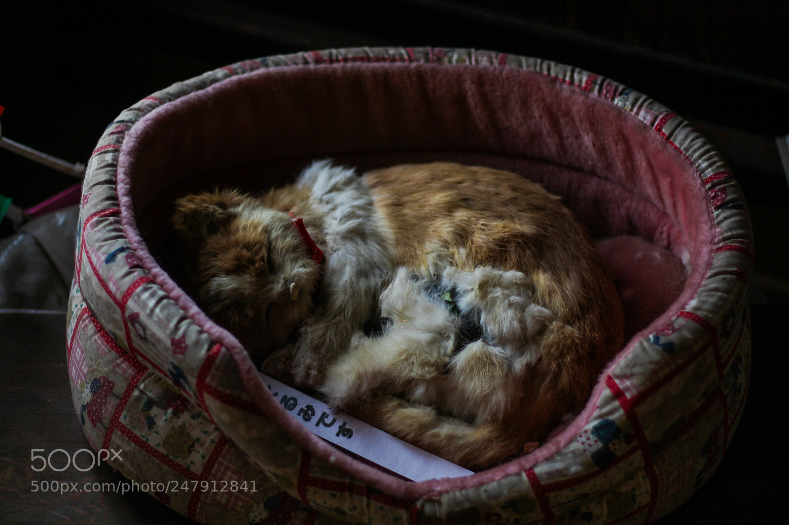 Canon EOS 650D (EOS Rebel T4i / EOS Kiss X6i) sample photo. Sleeping kitten photography