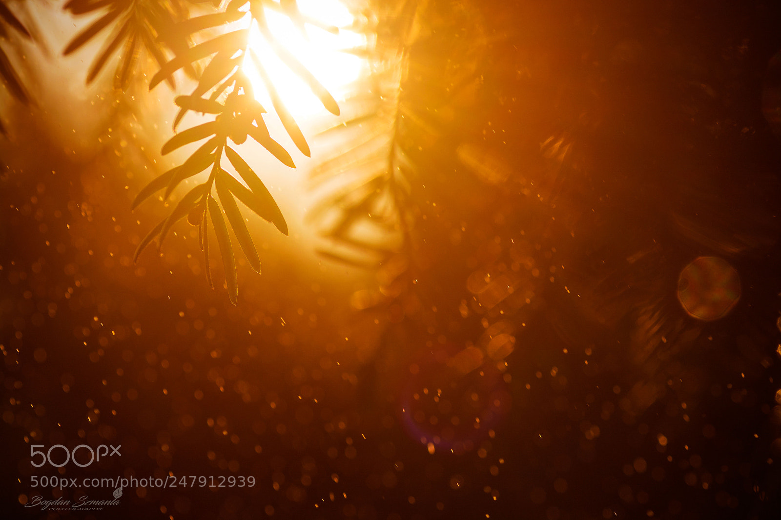 Nikon D5200 sample photo. In the sun photography