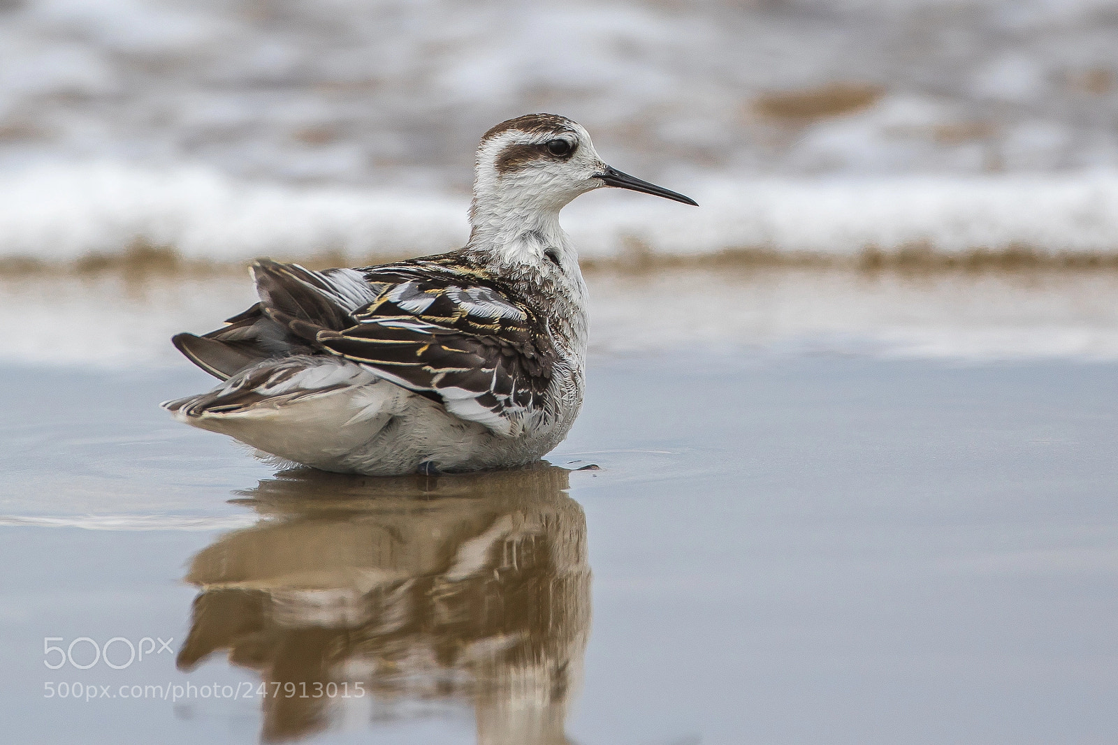 Canon EOS 7D Mark II sample photo. Sit properly!(red-necked phalarope) photography