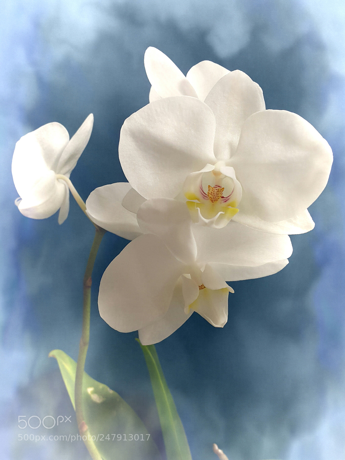 Samsung Galaxy Note4 sample photo. 262 photography