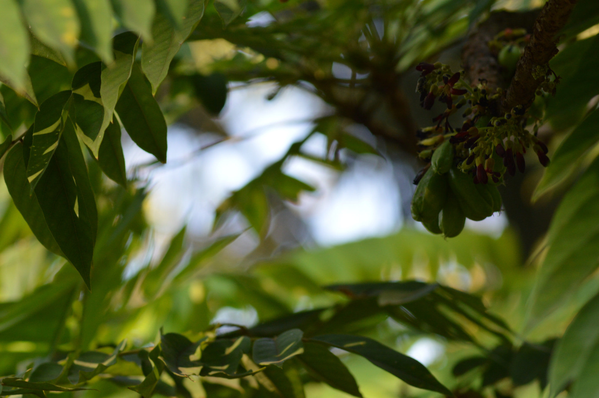 Nikon AF Nikkor 70-300mm F4-5.6G sample photo. Green photography