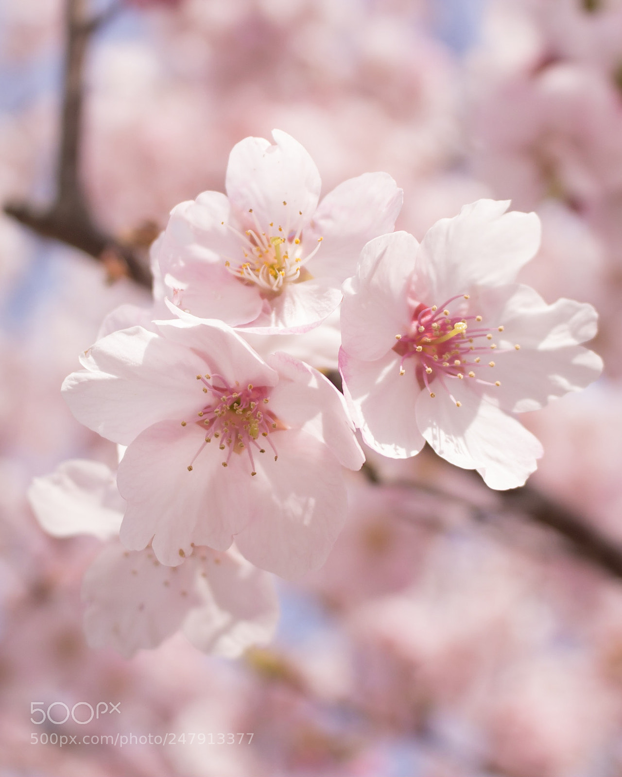 Canon EOS 100D (EOS Rebel SL1 / EOS Kiss X7) sample photo. Cherry blossom···sakura photography