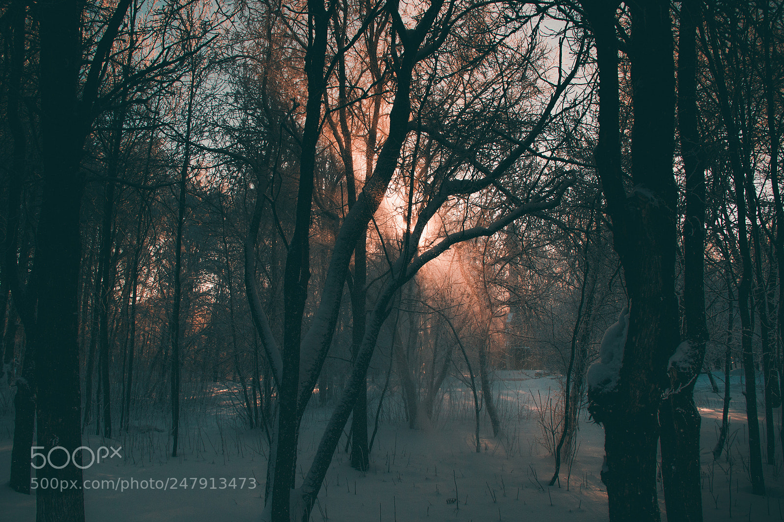 Canon EOS 600D (Rebel EOS T3i / EOS Kiss X5) sample photo. Snowfall and rising sun photography