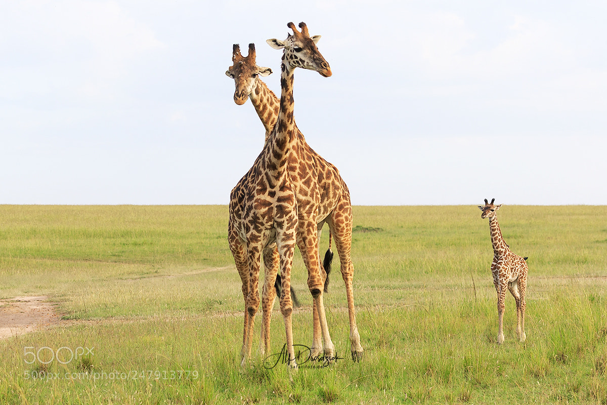 Canon EOS 7D Mark II sample photo. Giraffen-familie photography