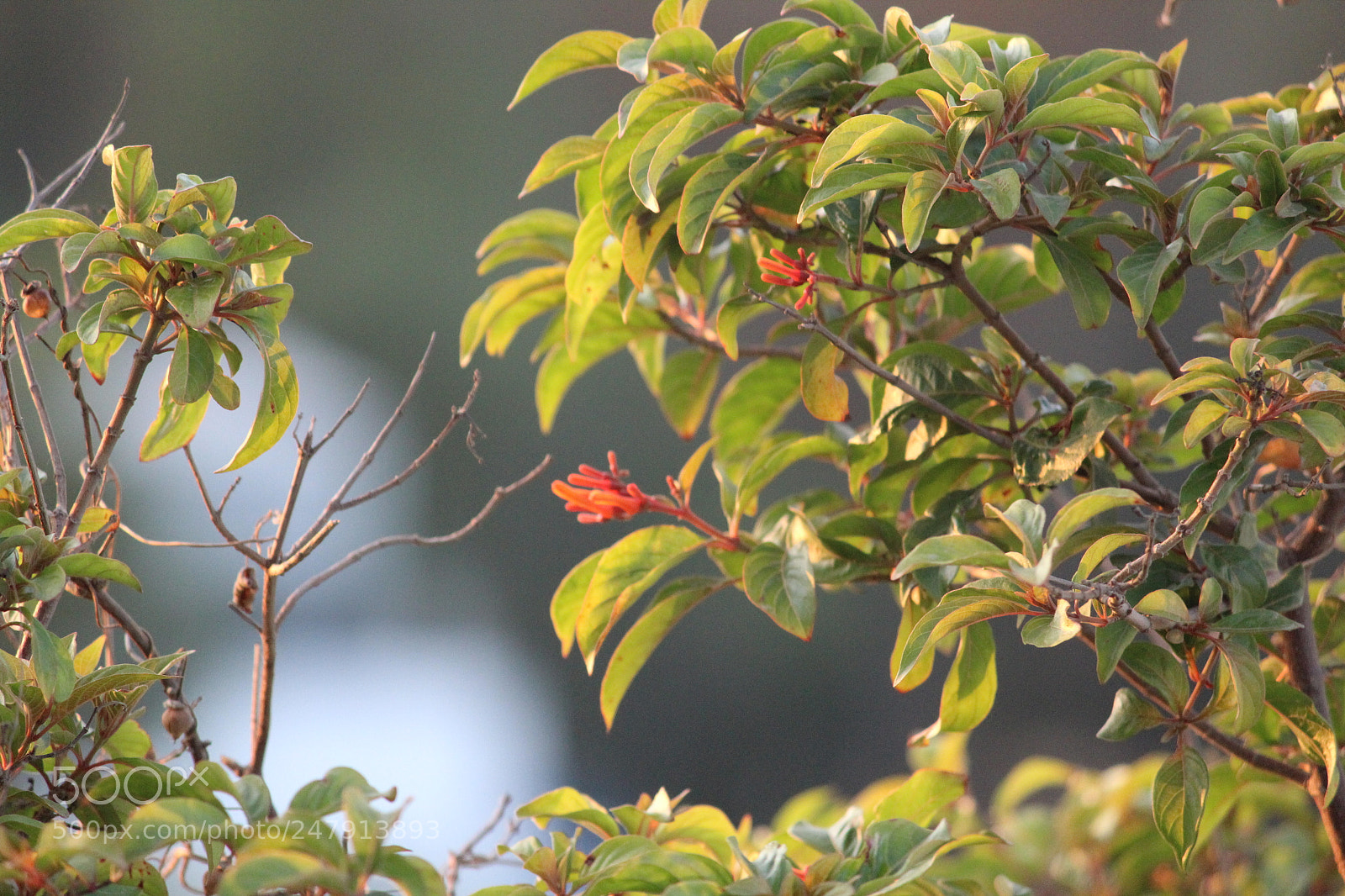 Canon EF-S 55-250mm F4-5.6 IS II sample photo. [] photography