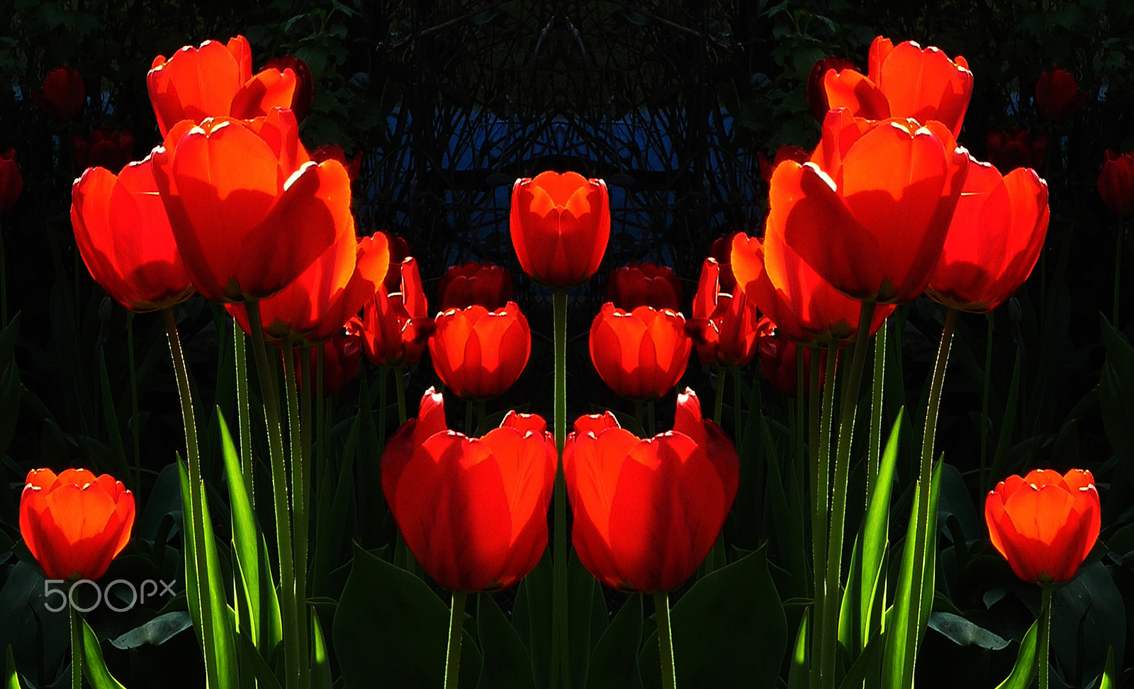 Olympus C8080WZ sample photo. Red tulips photography