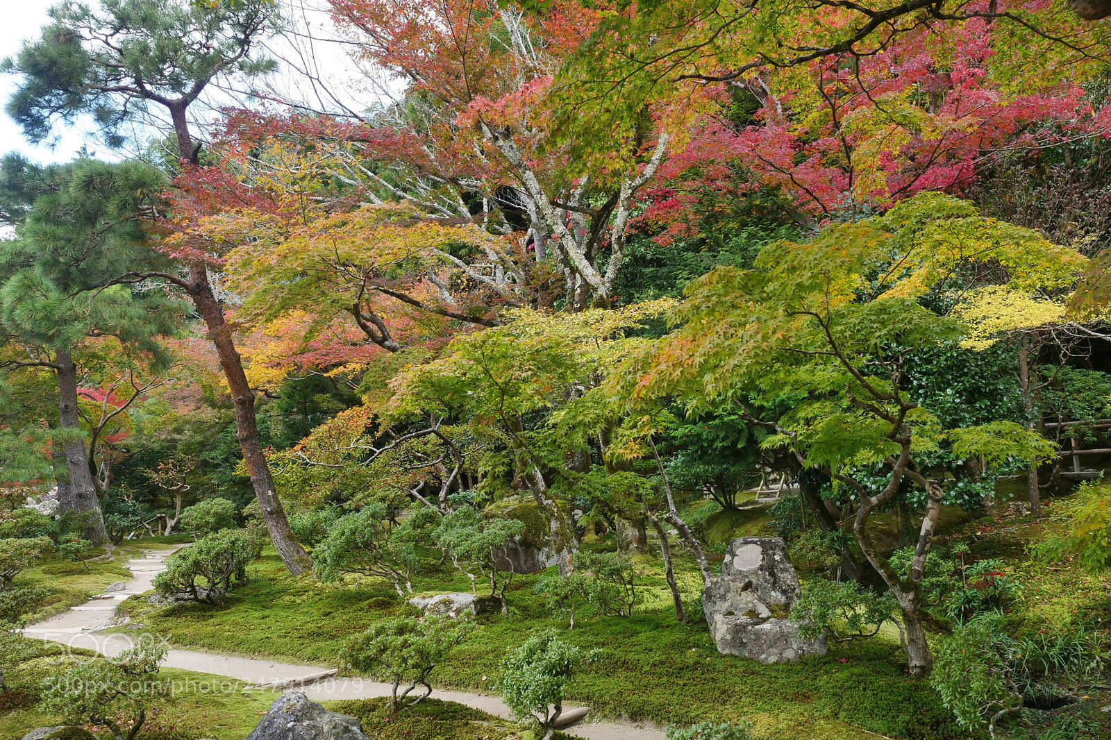 Panasonic Lumix DC-GH5 sample photo. Fall in japan photography