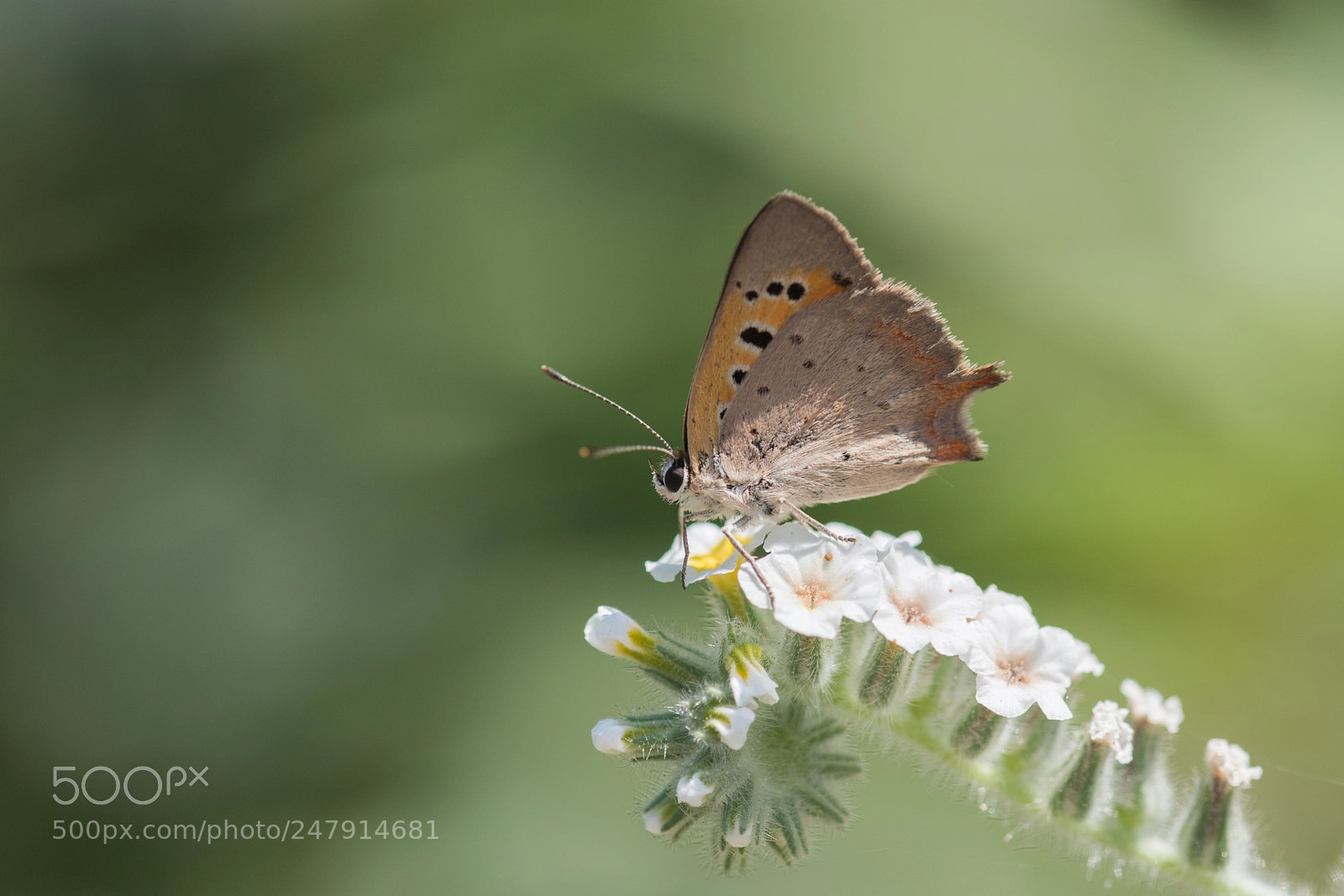 Nikon D810 sample photo. Benekli bakir... photography