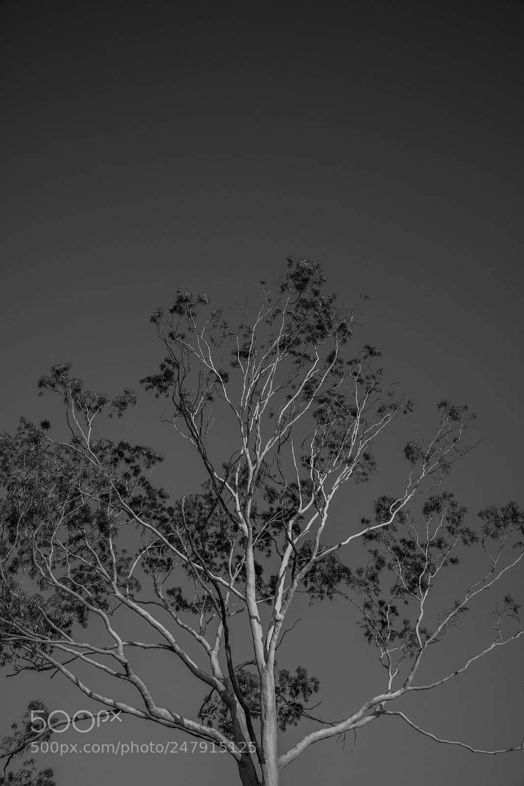 Nikon D810 sample photo. Tree bw lr (of ) photography