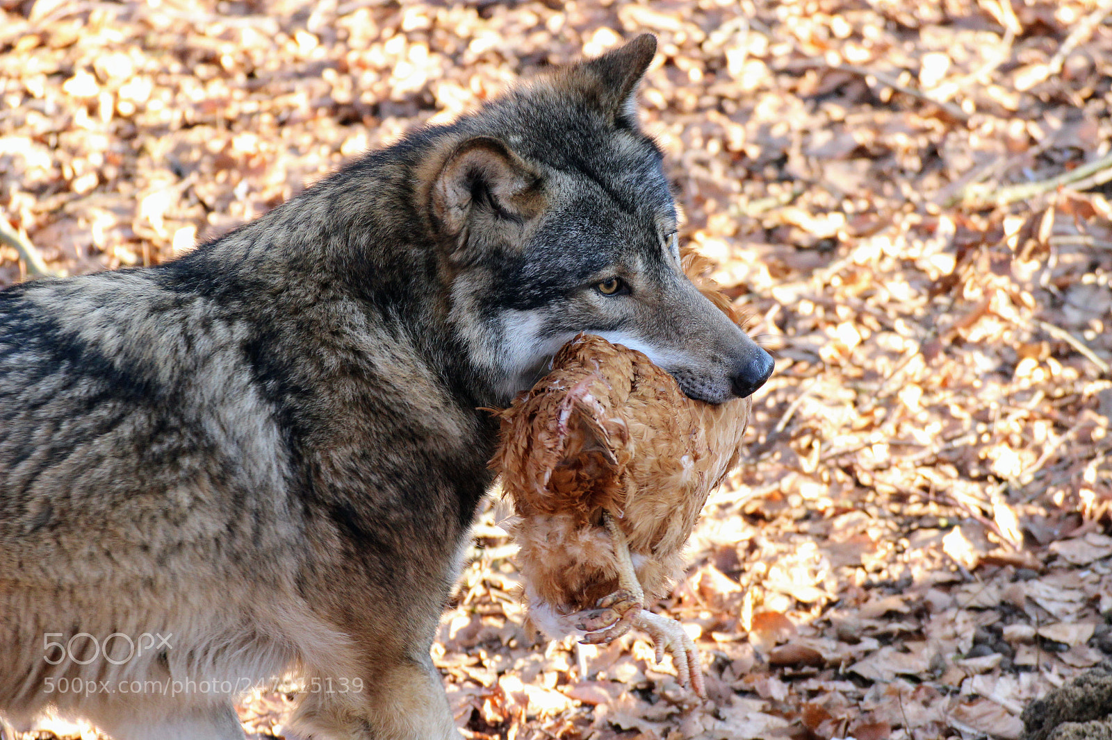 Canon EOS 600D (Rebel EOS T3i / EOS Kiss X5) sample photo. Hungry photography