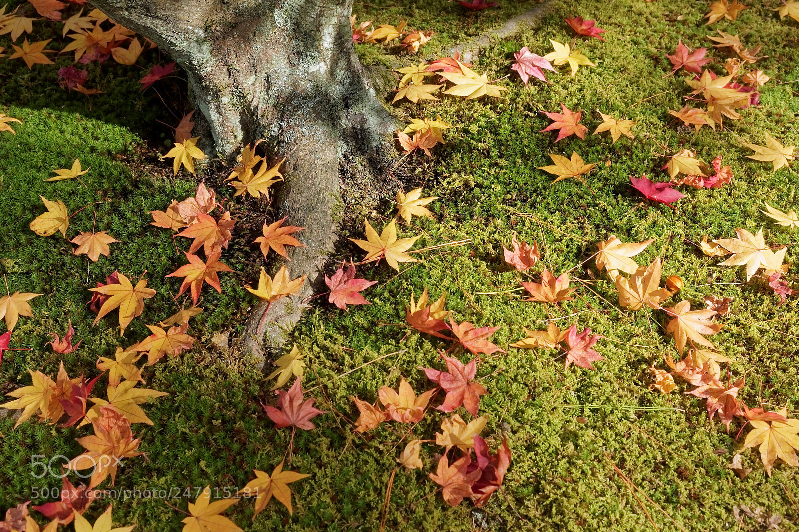 Olympus OM-D E-M1 sample photo. Fall in japan photography