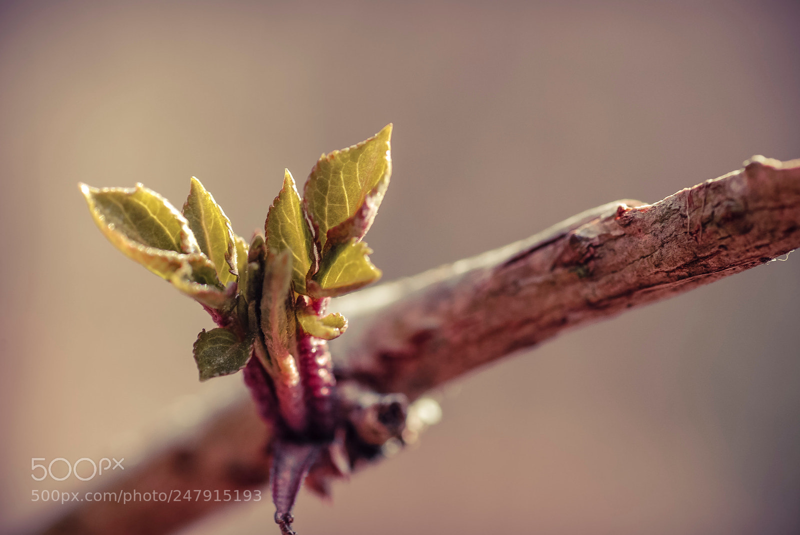 Nikon D80 sample photo. Little new leaves 1 photography