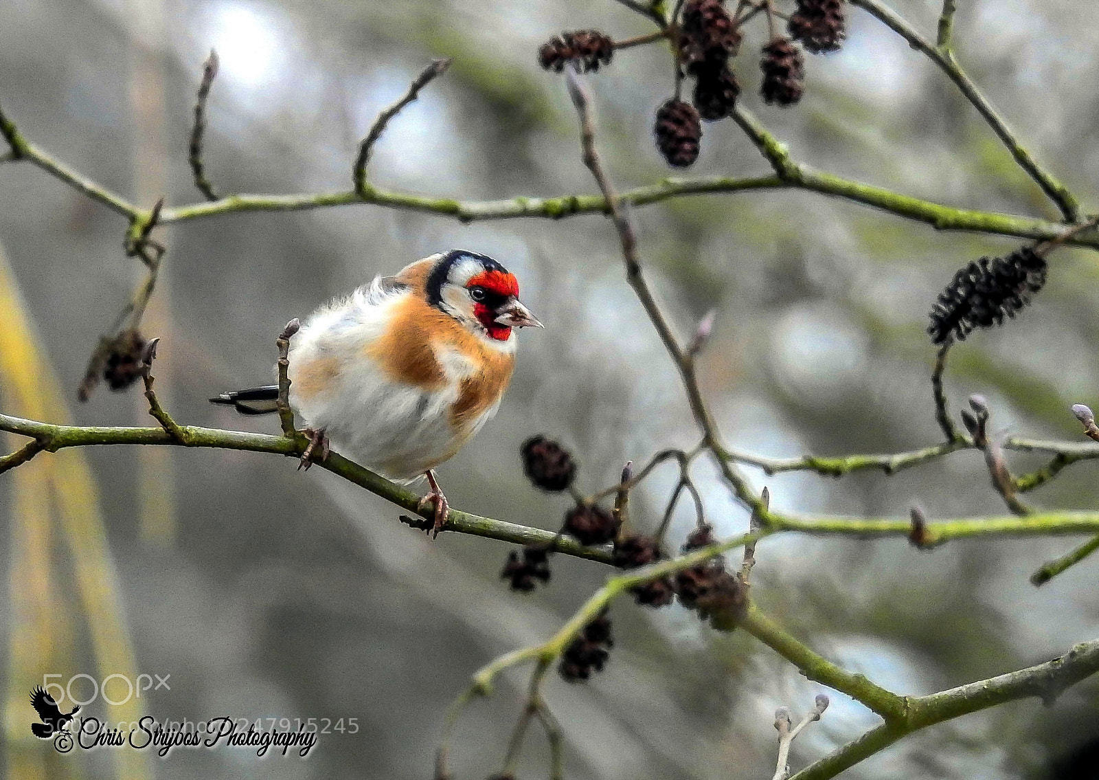 Nikon Coolpix P900 sample photo. European goldfinch photography