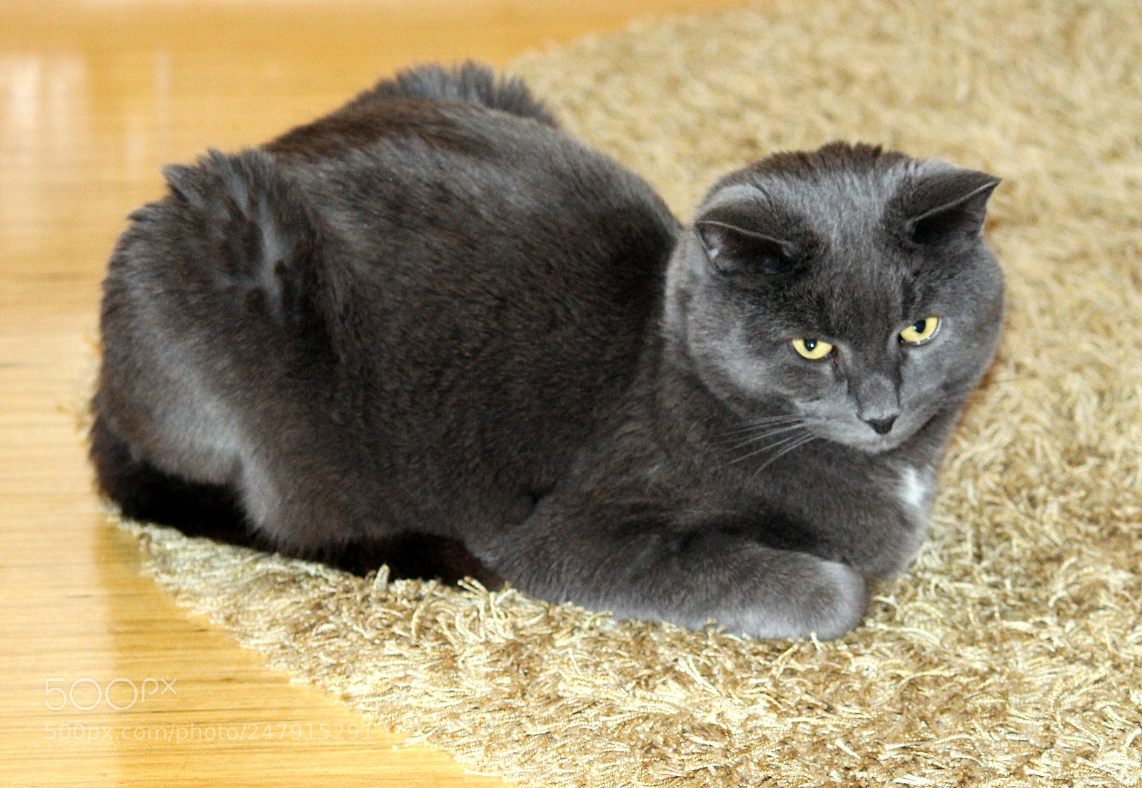 Canon EF-S 55-250mm F4-5.6 IS II sample photo. Just watching... photography