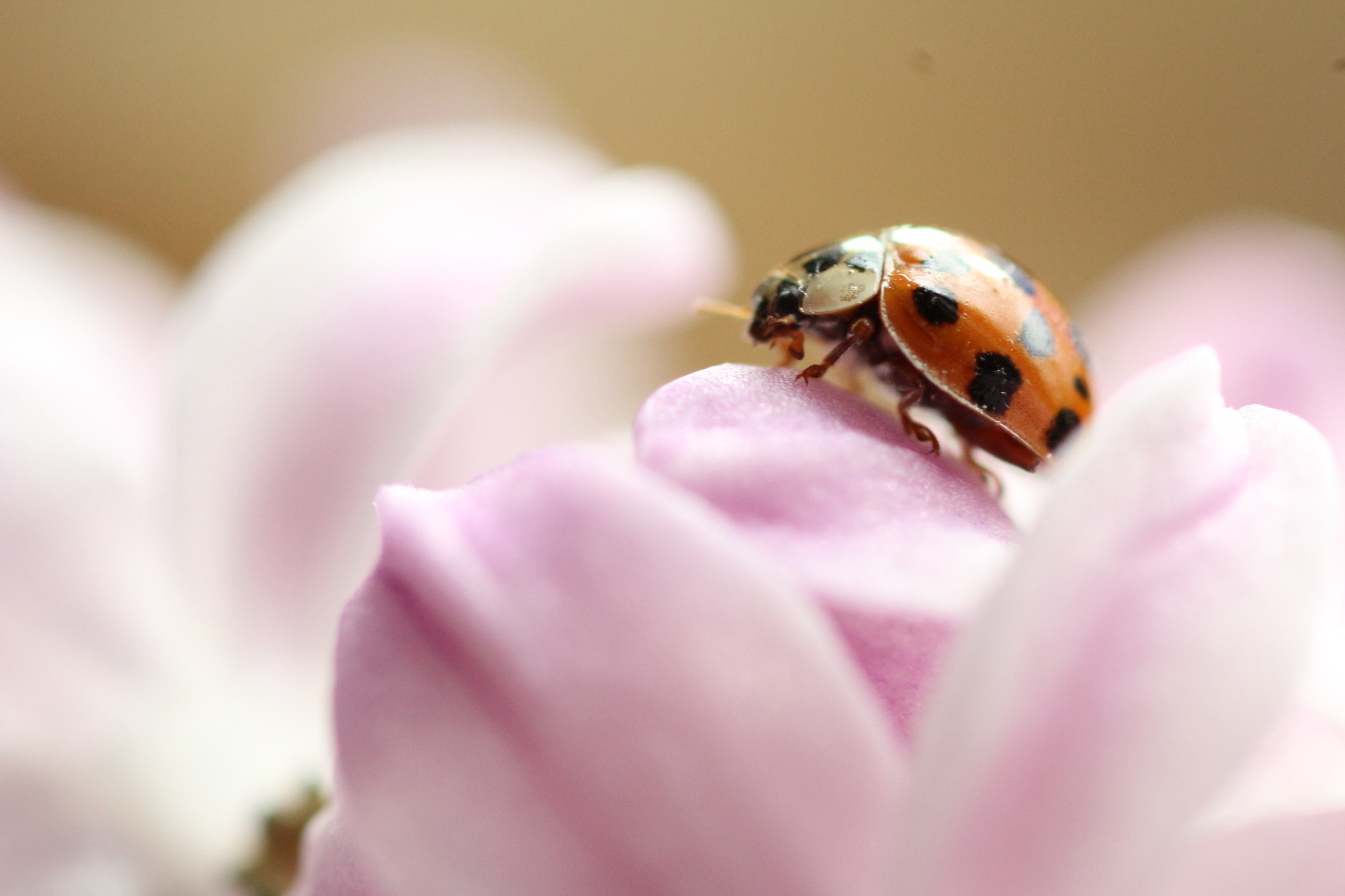 Canon EF 100mm F2.8 Macro USM sample photo