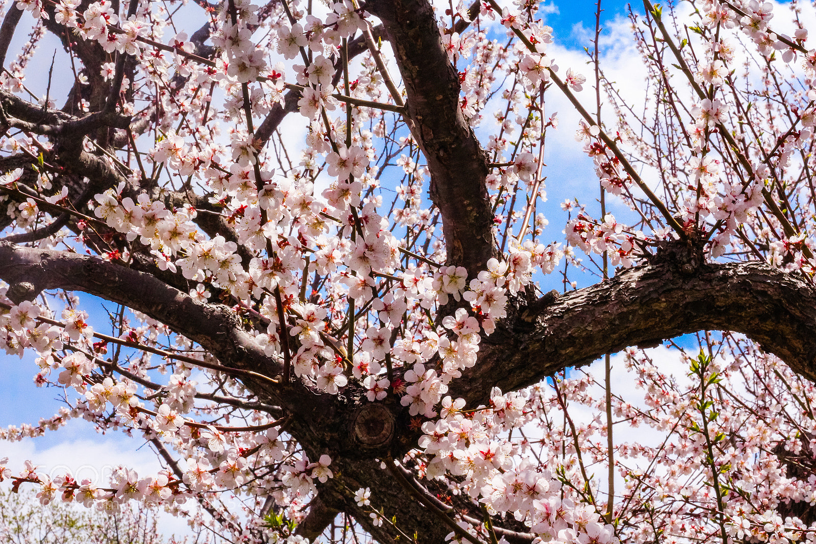 Canon EOS 650D (EOS Rebel T4i / EOS Kiss X6i) sample photo. Cherry blossoms photography
