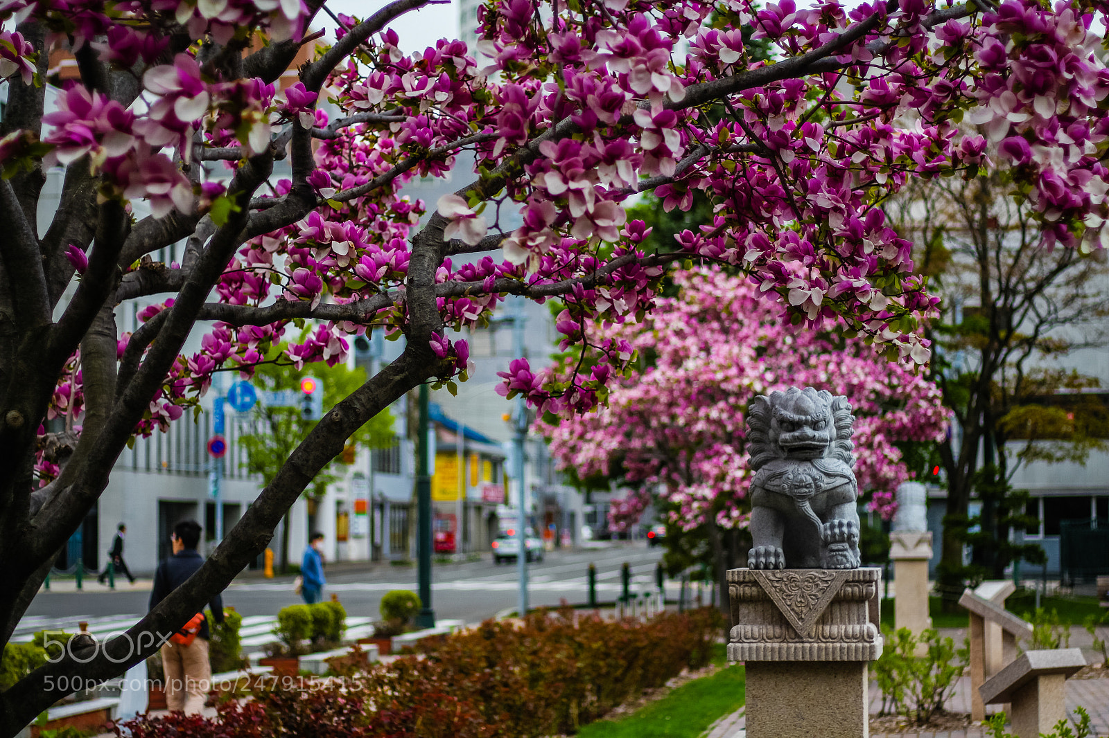 Canon EOS 650D (EOS Rebel T4i / EOS Kiss X6i) sample photo. Lion and blossom photography